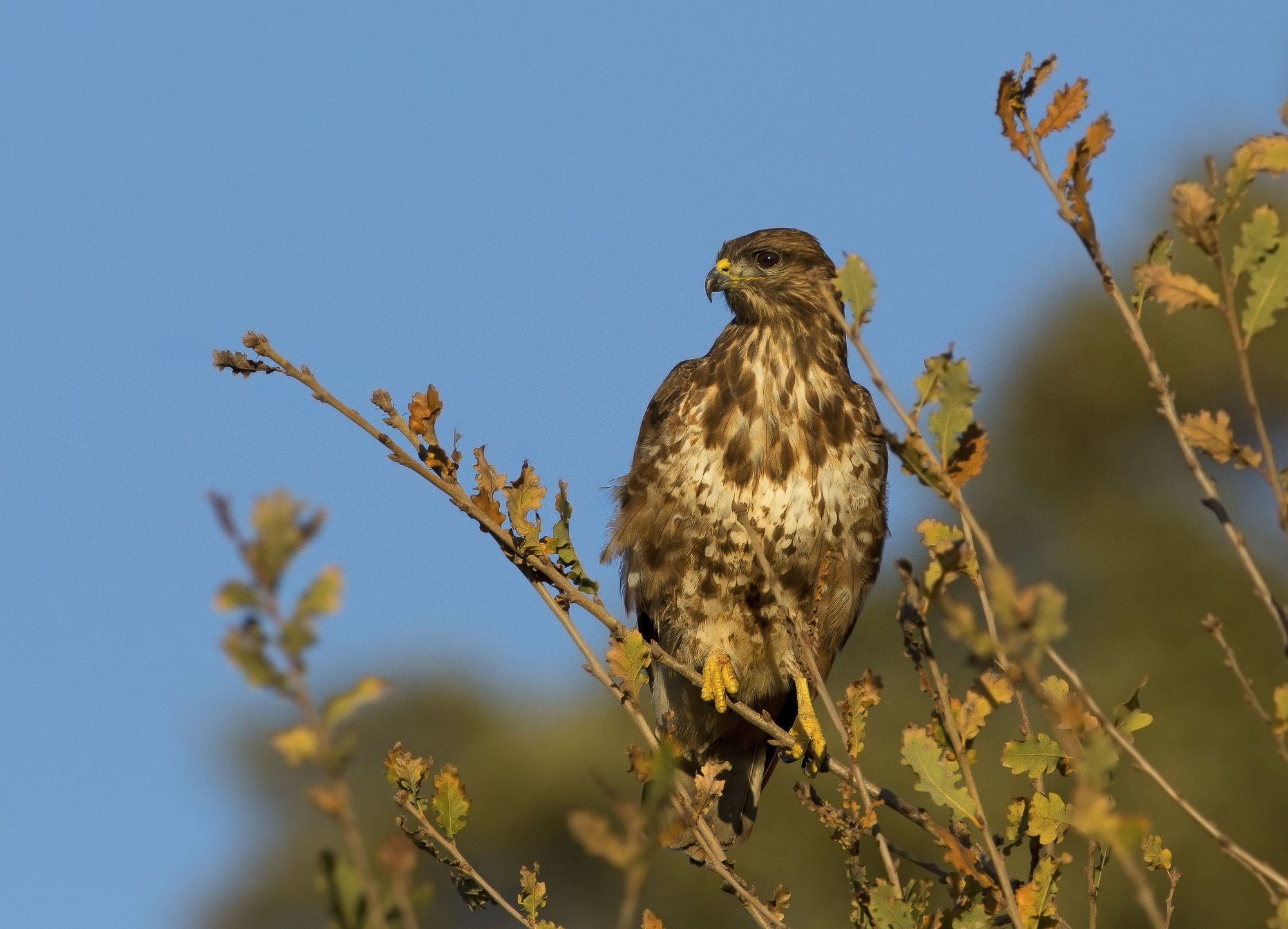 tramonto vento e mano libera