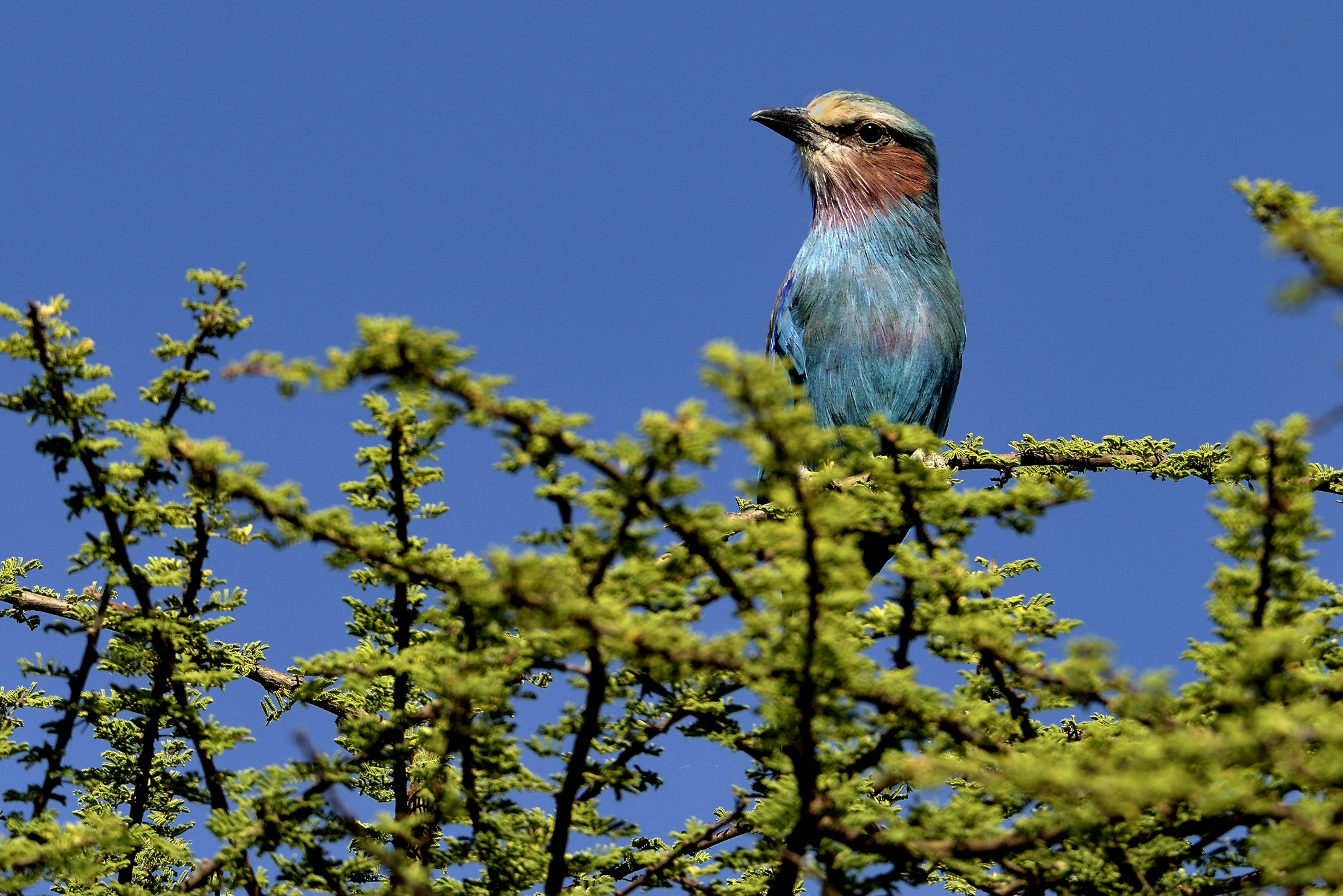 Etiopia 2015 - Ghiandaia
