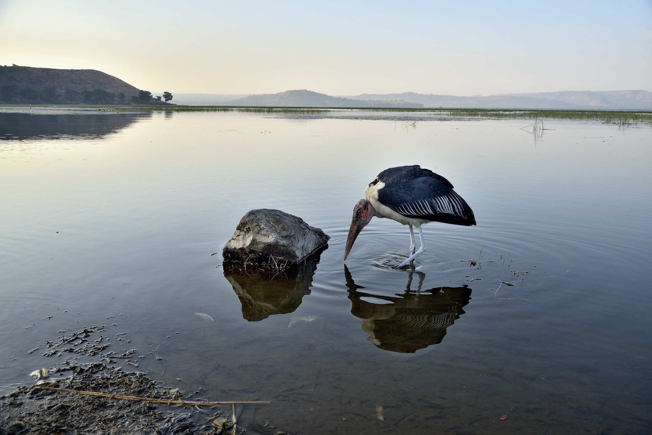 Etiopia 2015 - Marabù al lago Hawassa