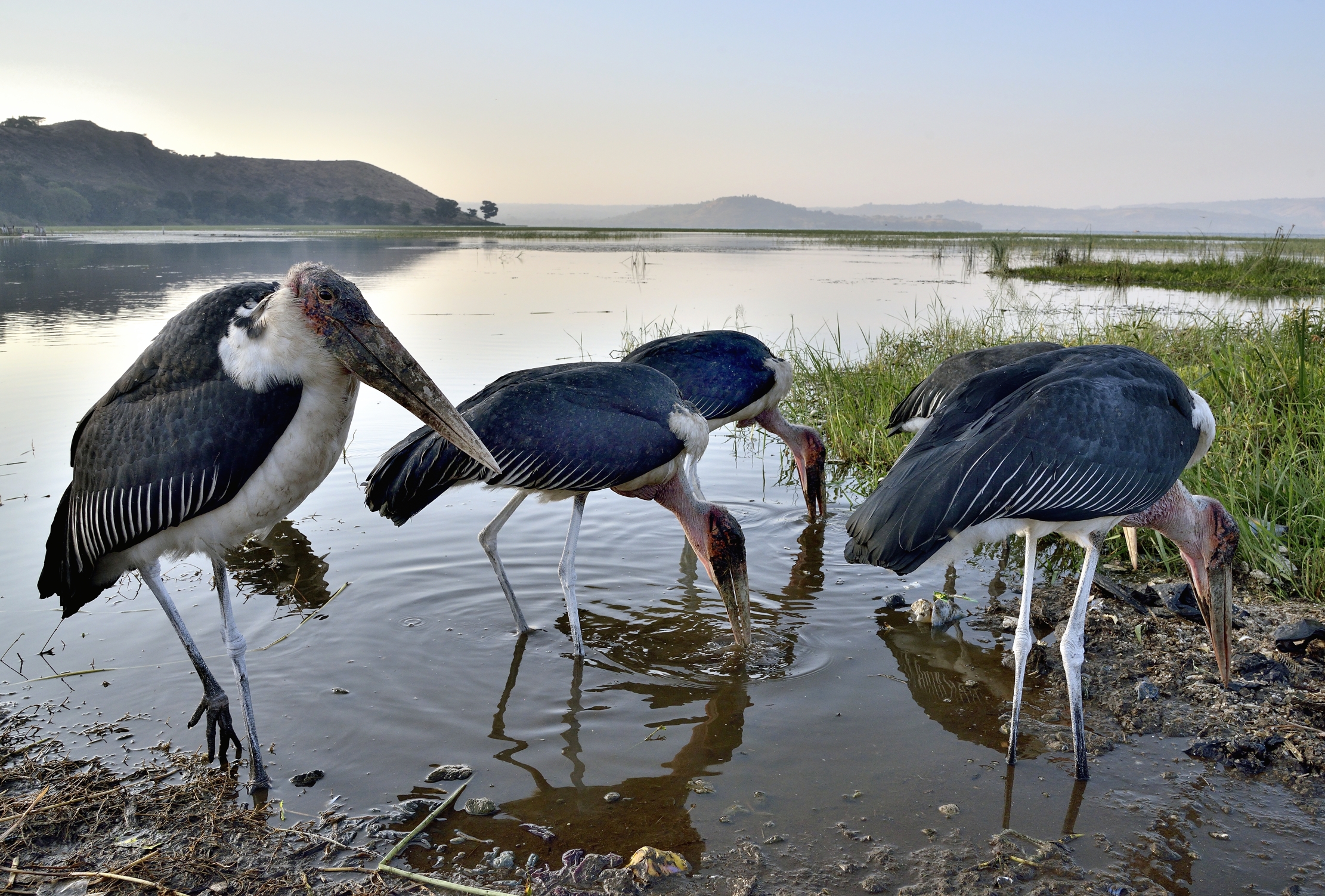Etiopia 2015 - Marabù al lago Hawassa