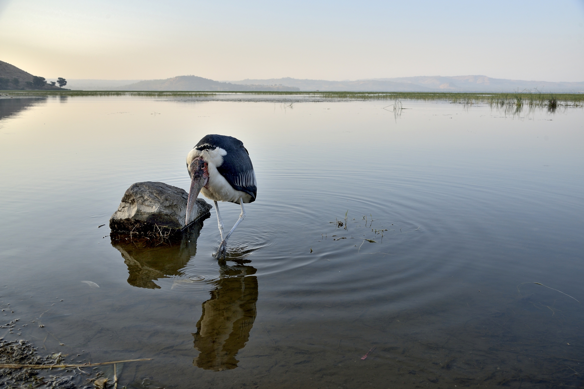 Etiopia 2015 - Marabù al lago Hawassa