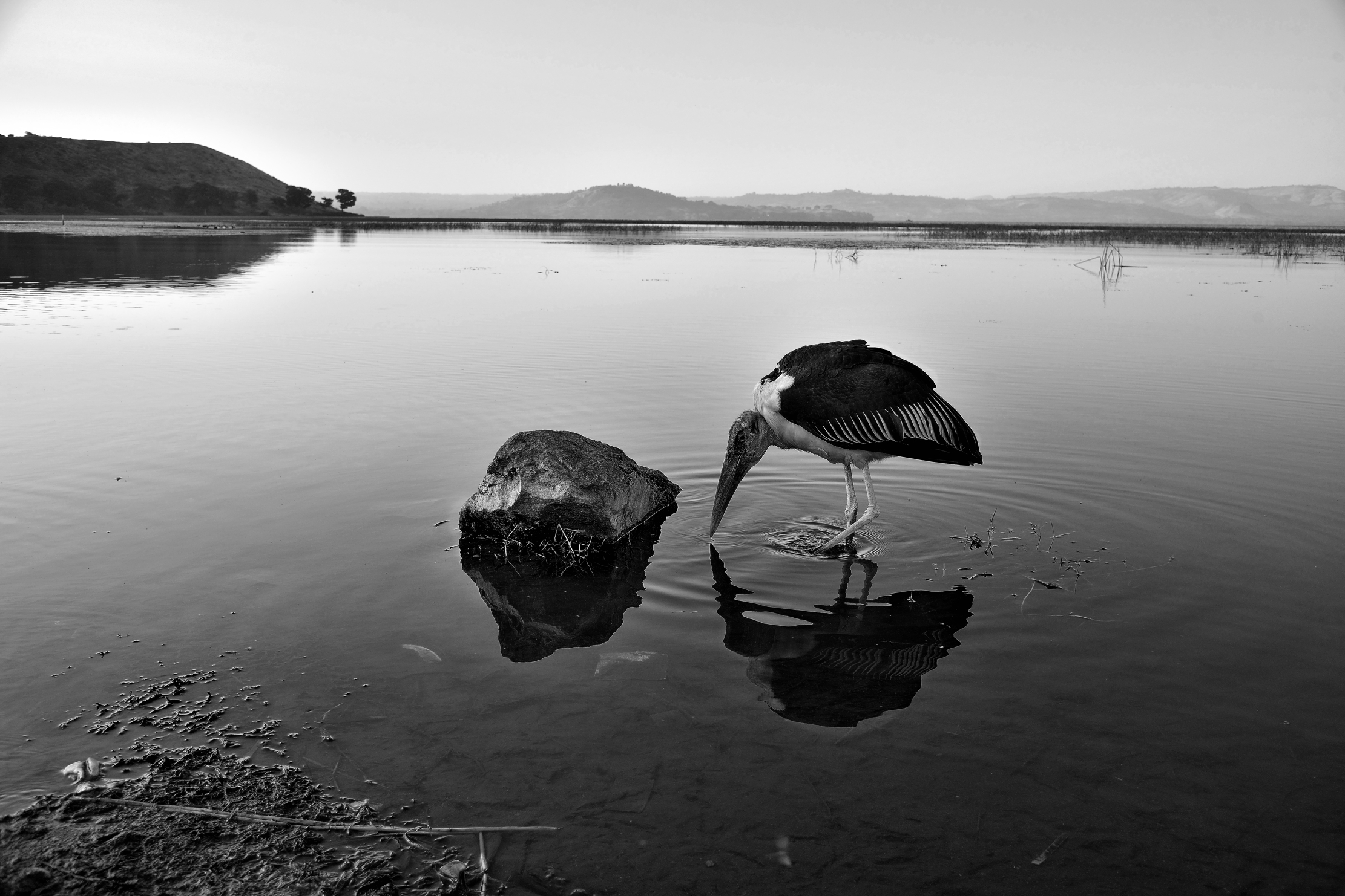 Etiopia 2015 - Marabù al lago Hawassa BW