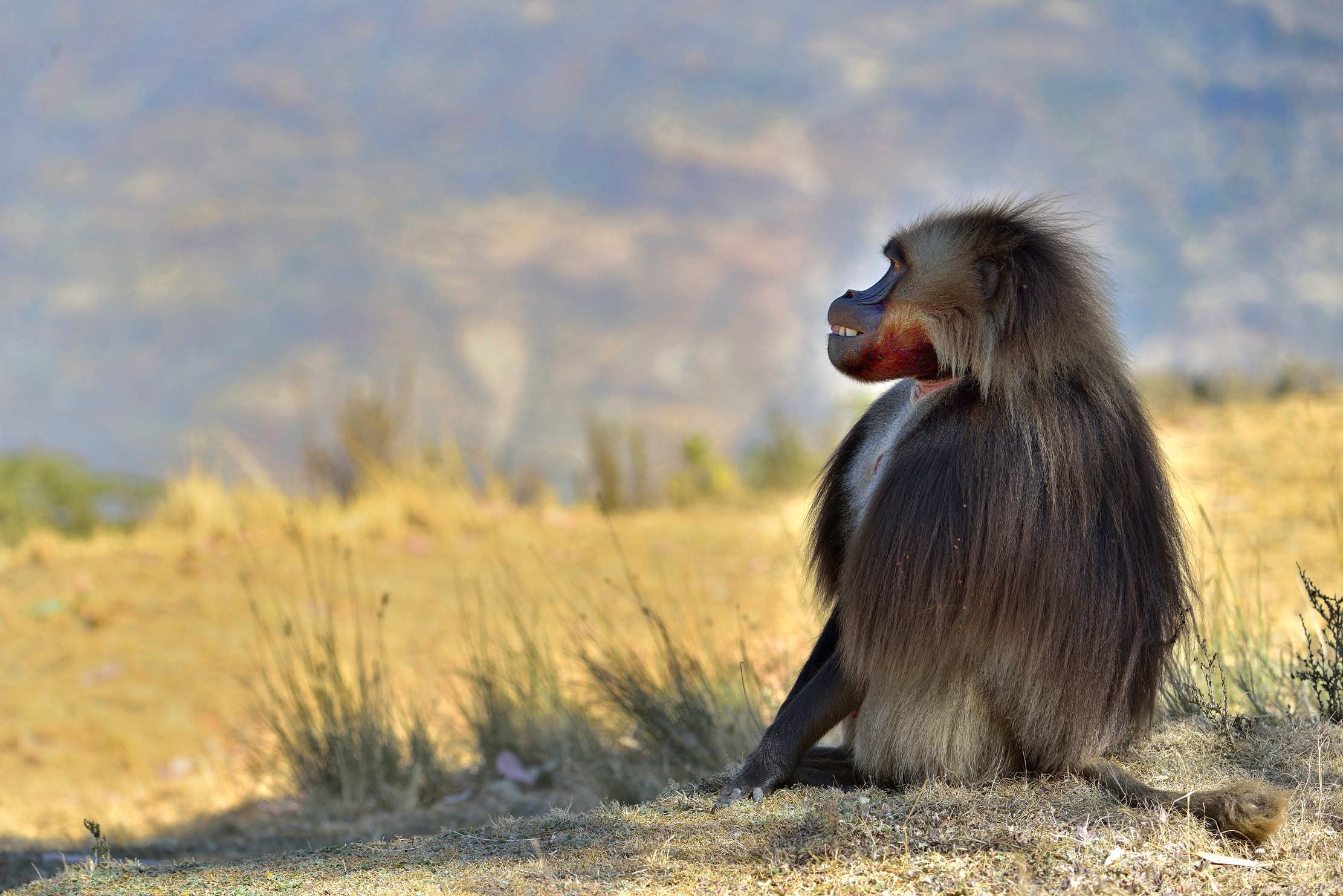 Etiopia 2015 - Gelada baboon