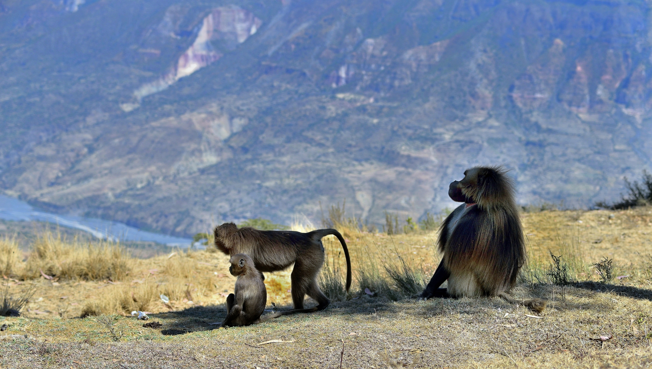 Etiopia 2015 - Gelada baboon