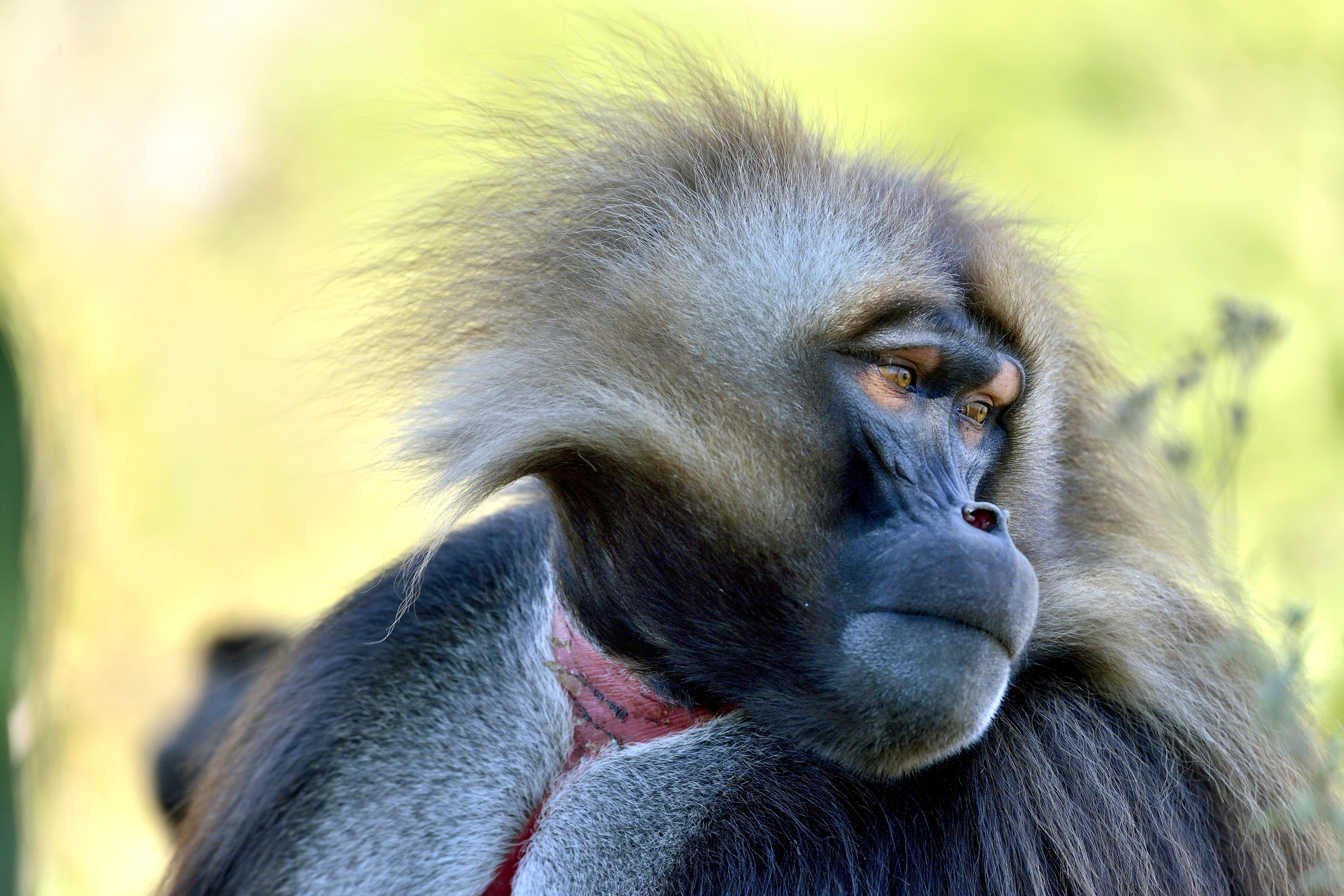 Etiopia 2015 - Gelada baboon