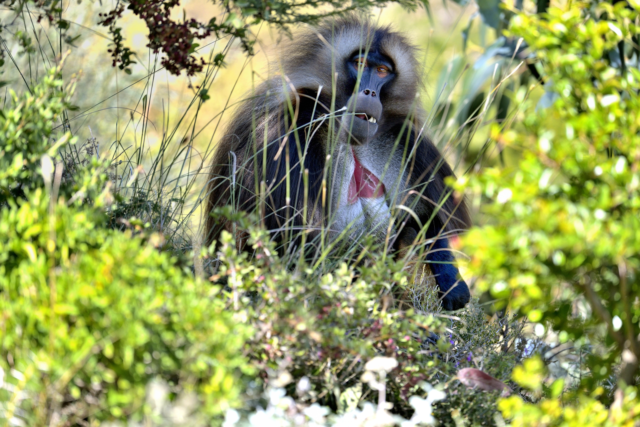 Etiopia 2015 - Gelada baboon
