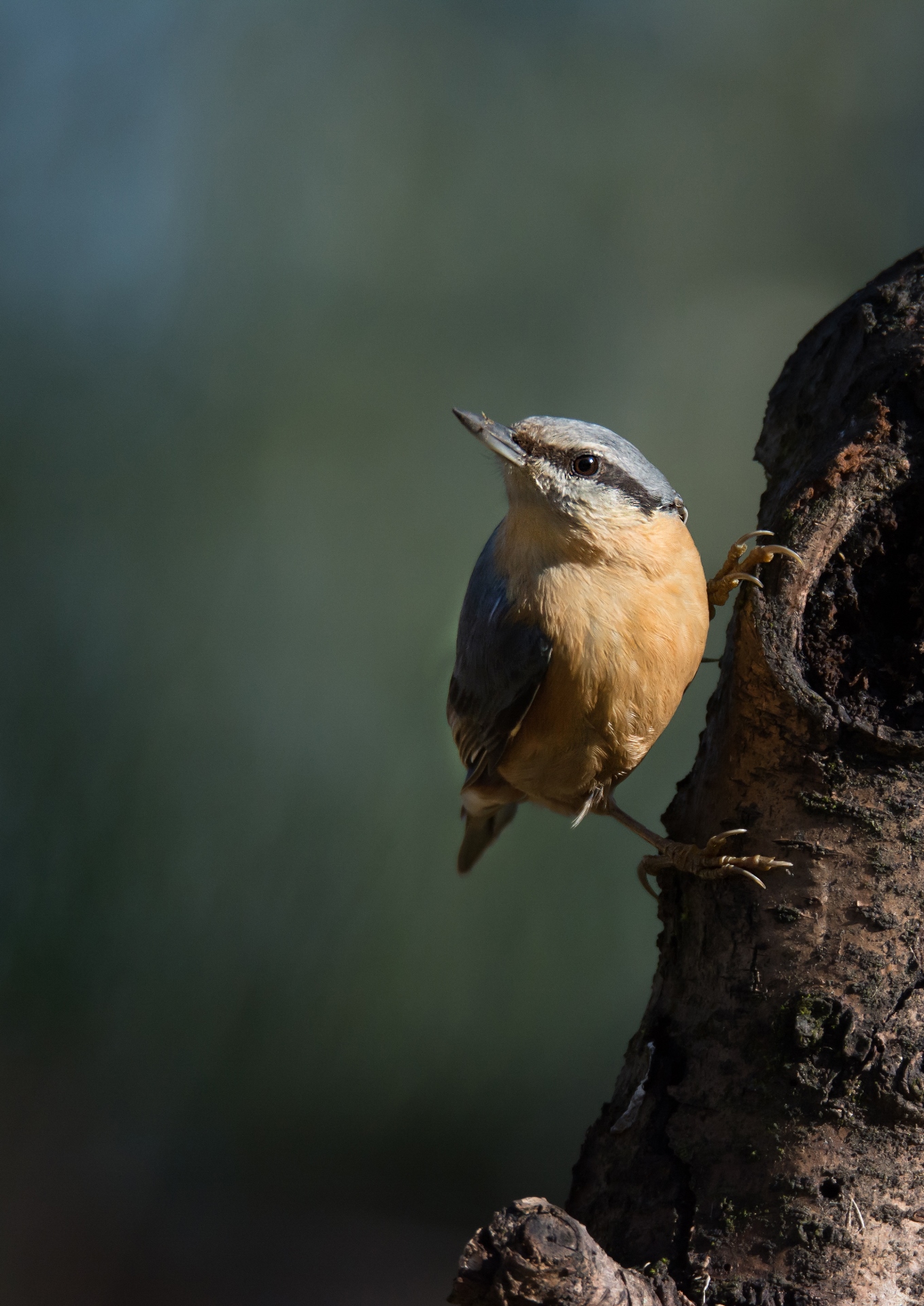 Nuthatch
