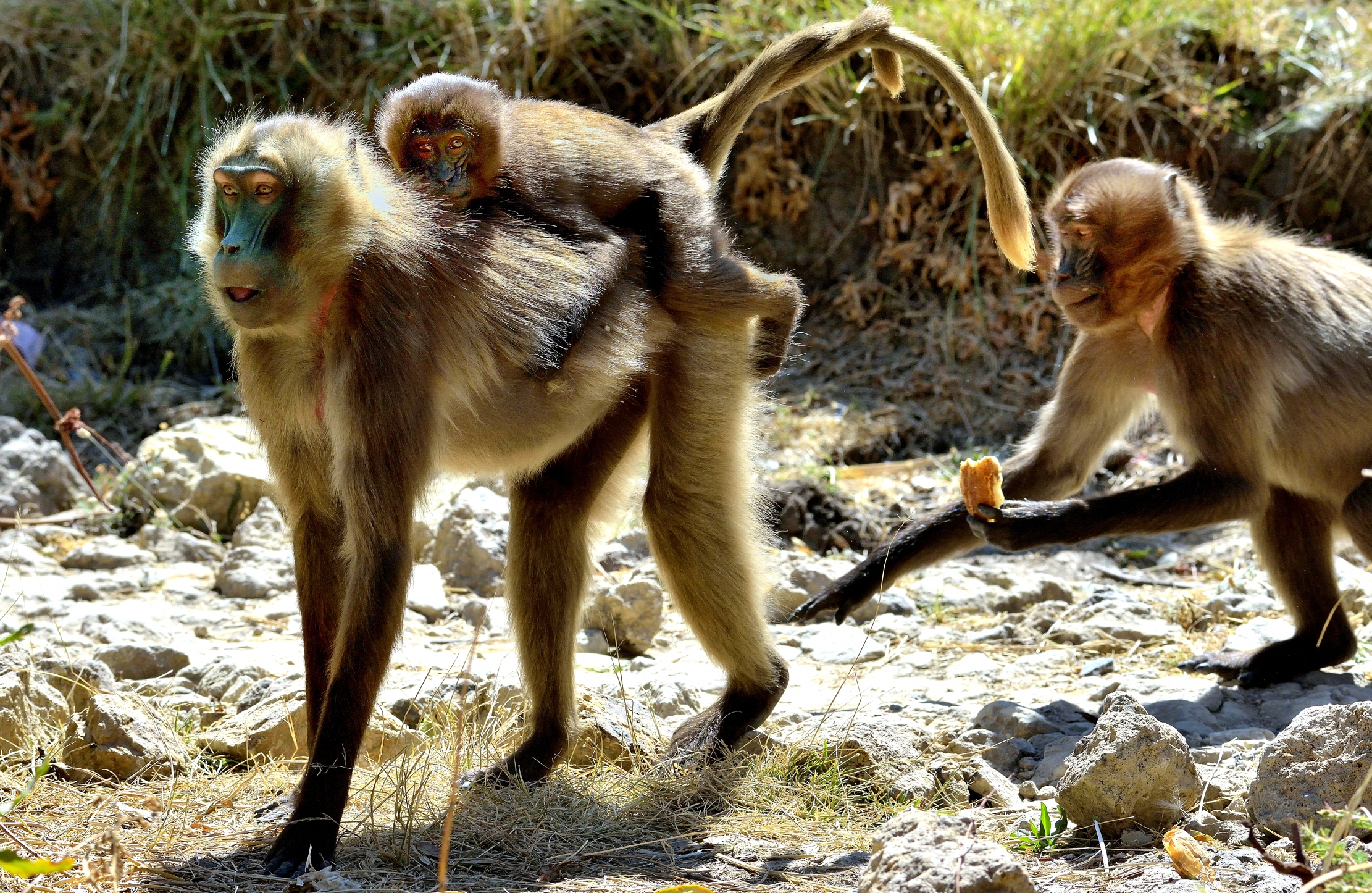 Etiopia 2015 - Gelada baboon