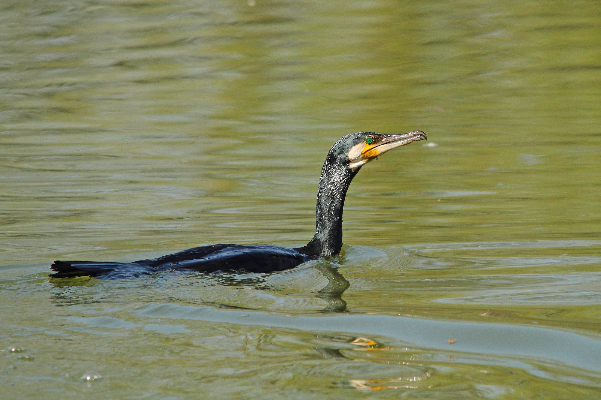 Cormorant.