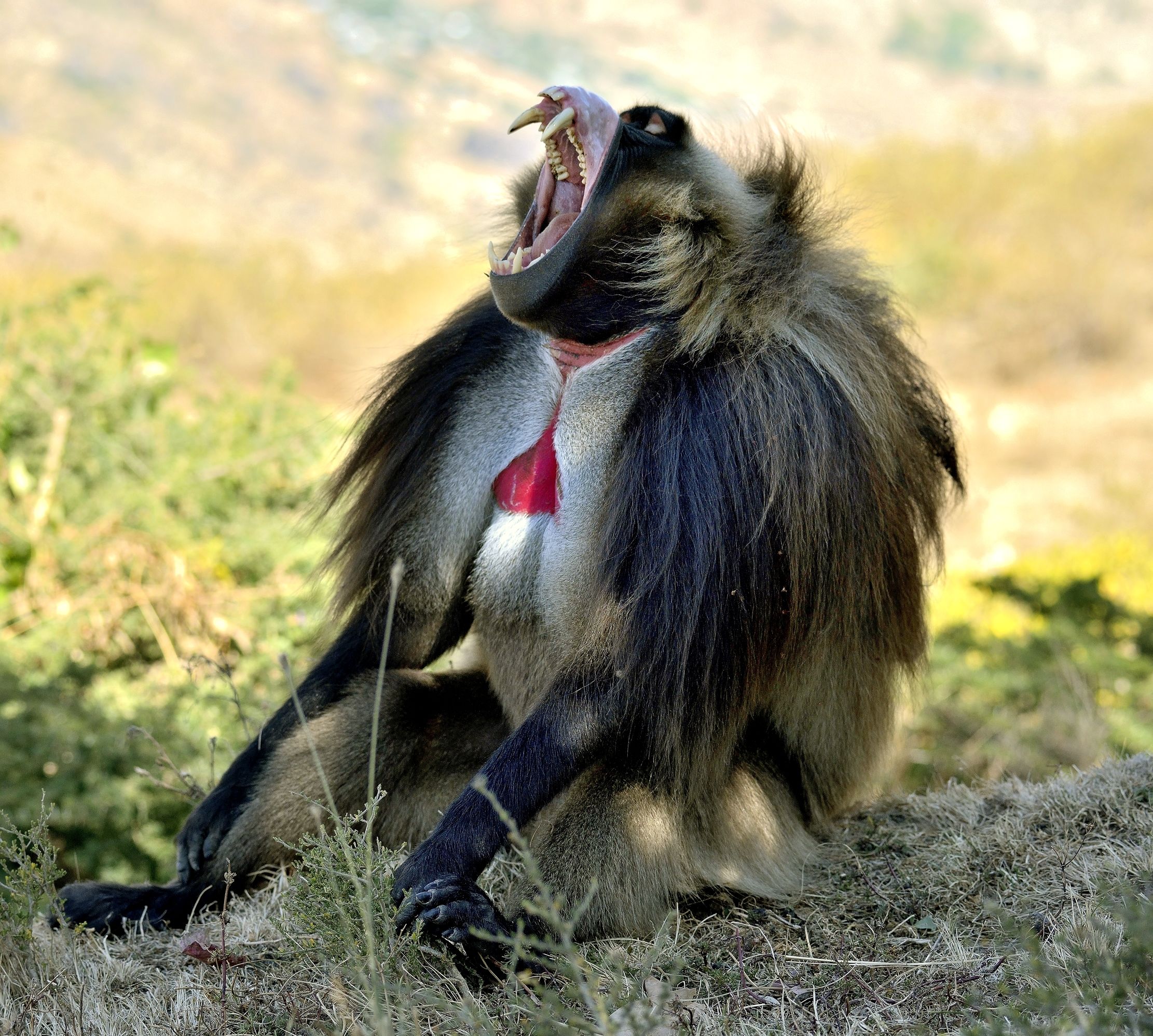 Etiopia 2015 - Gelada baboon