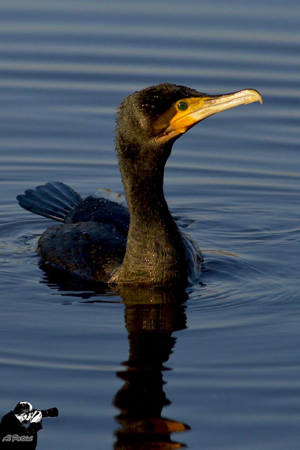 Cormorano