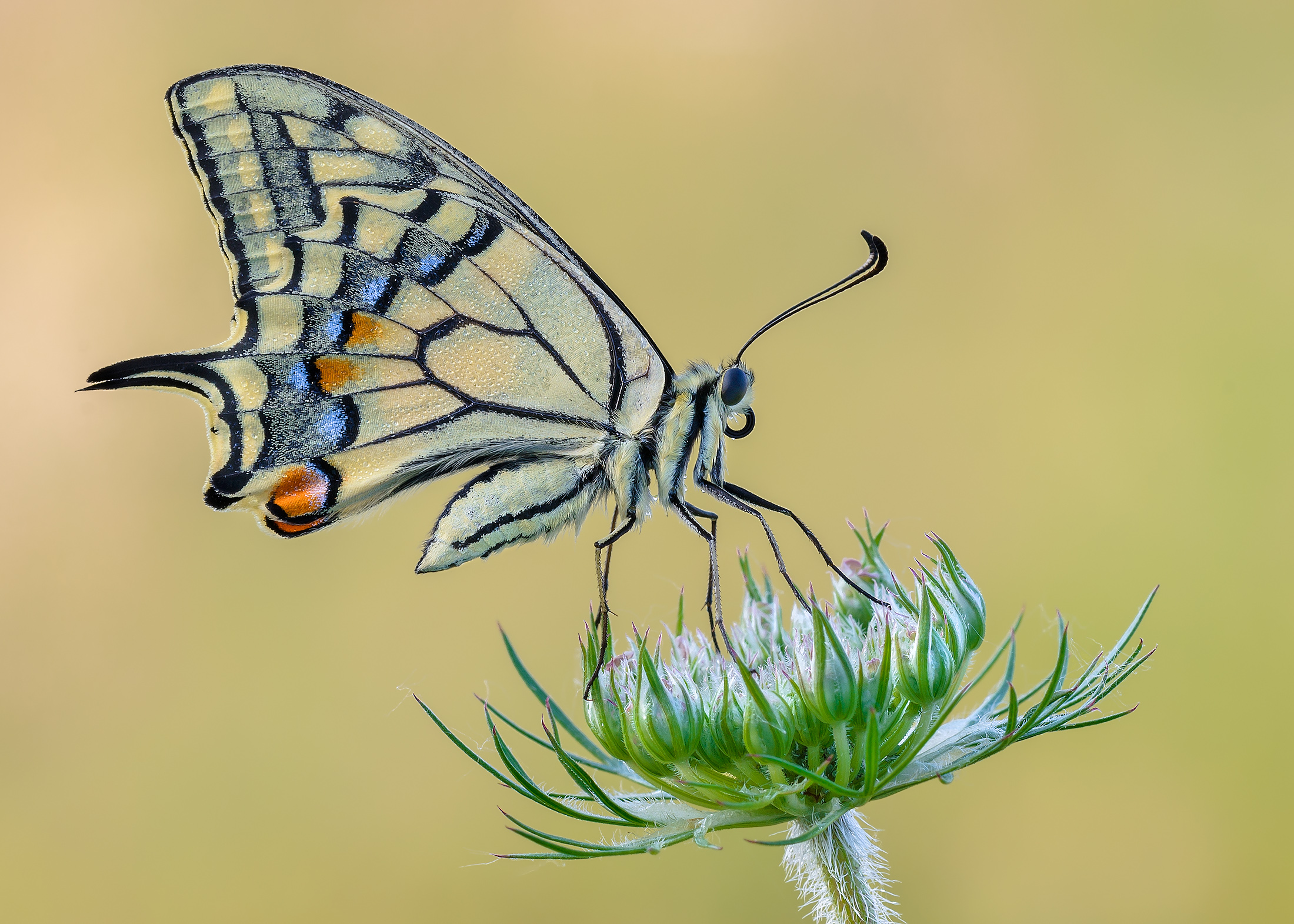 Papilio machaon