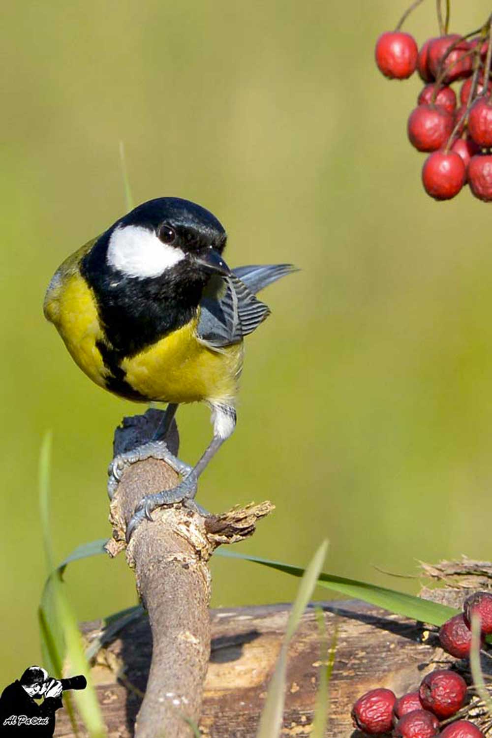 Cinciallegra curiosa