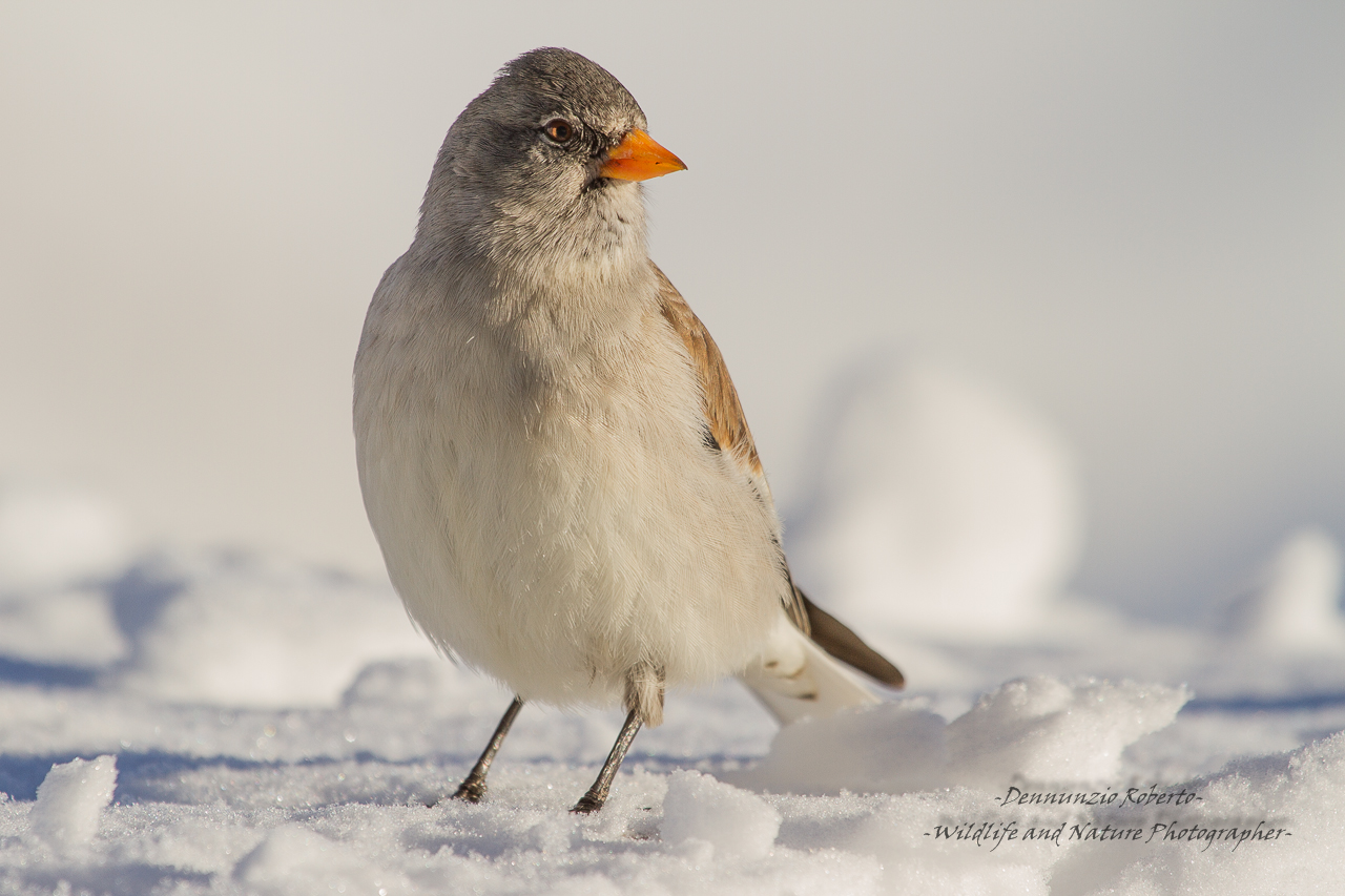 Snow finch