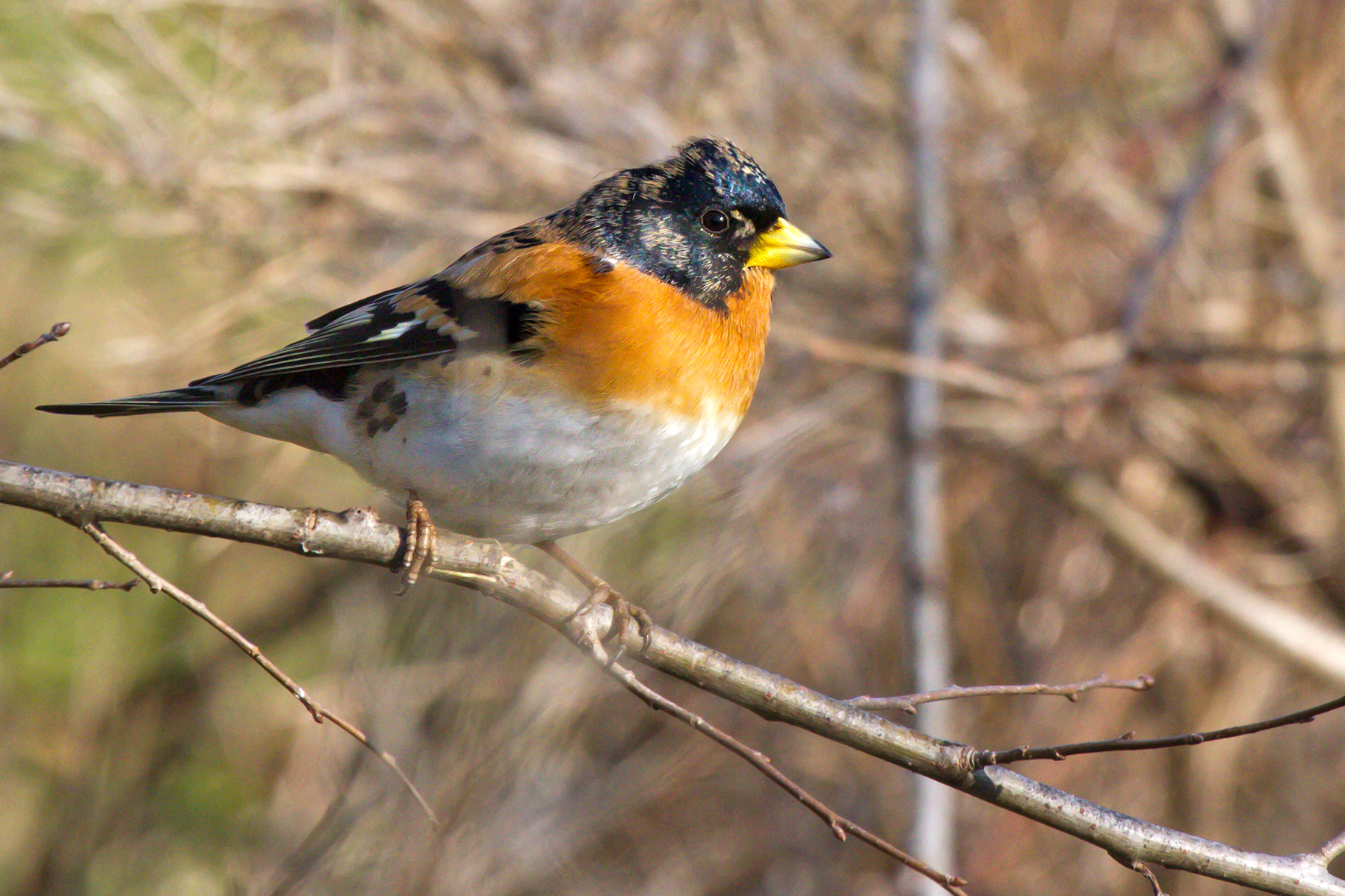 Brambling