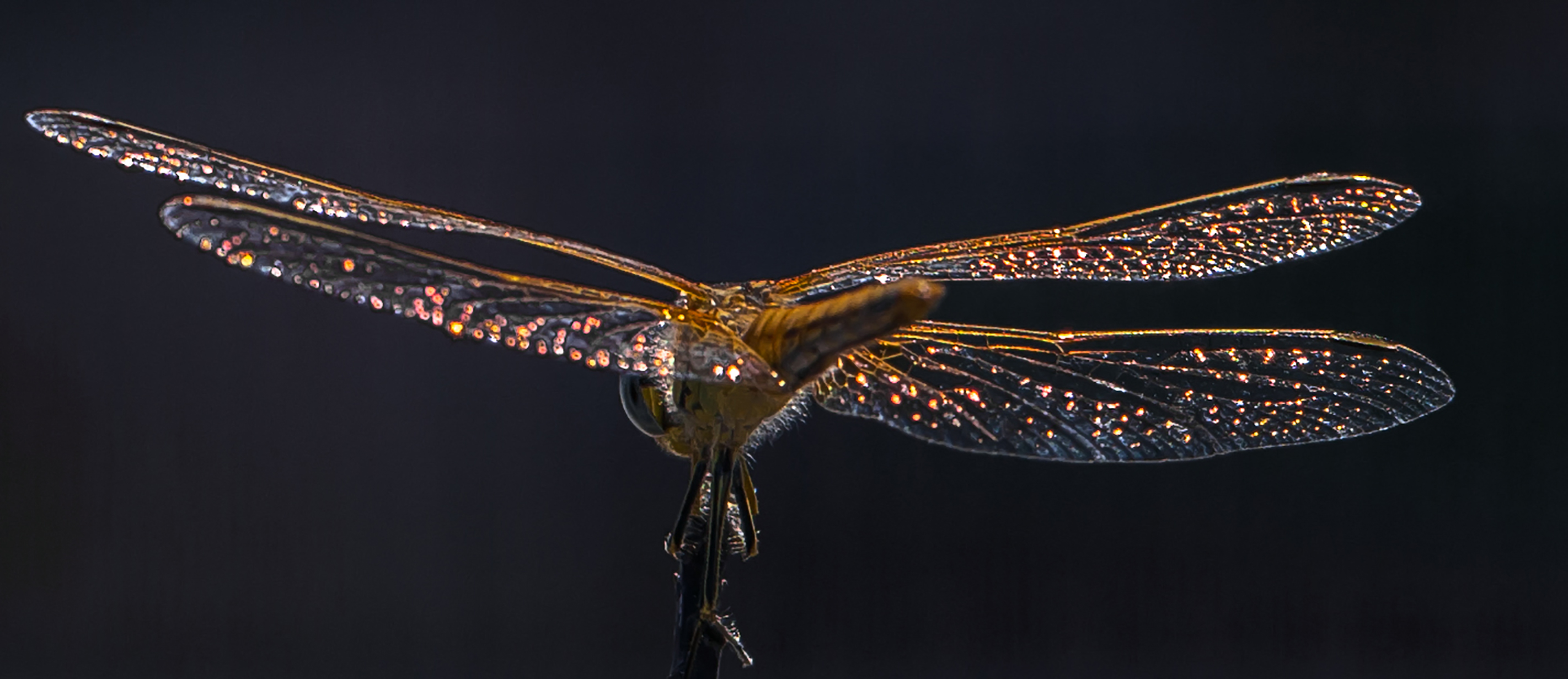 libellula riflessi 2