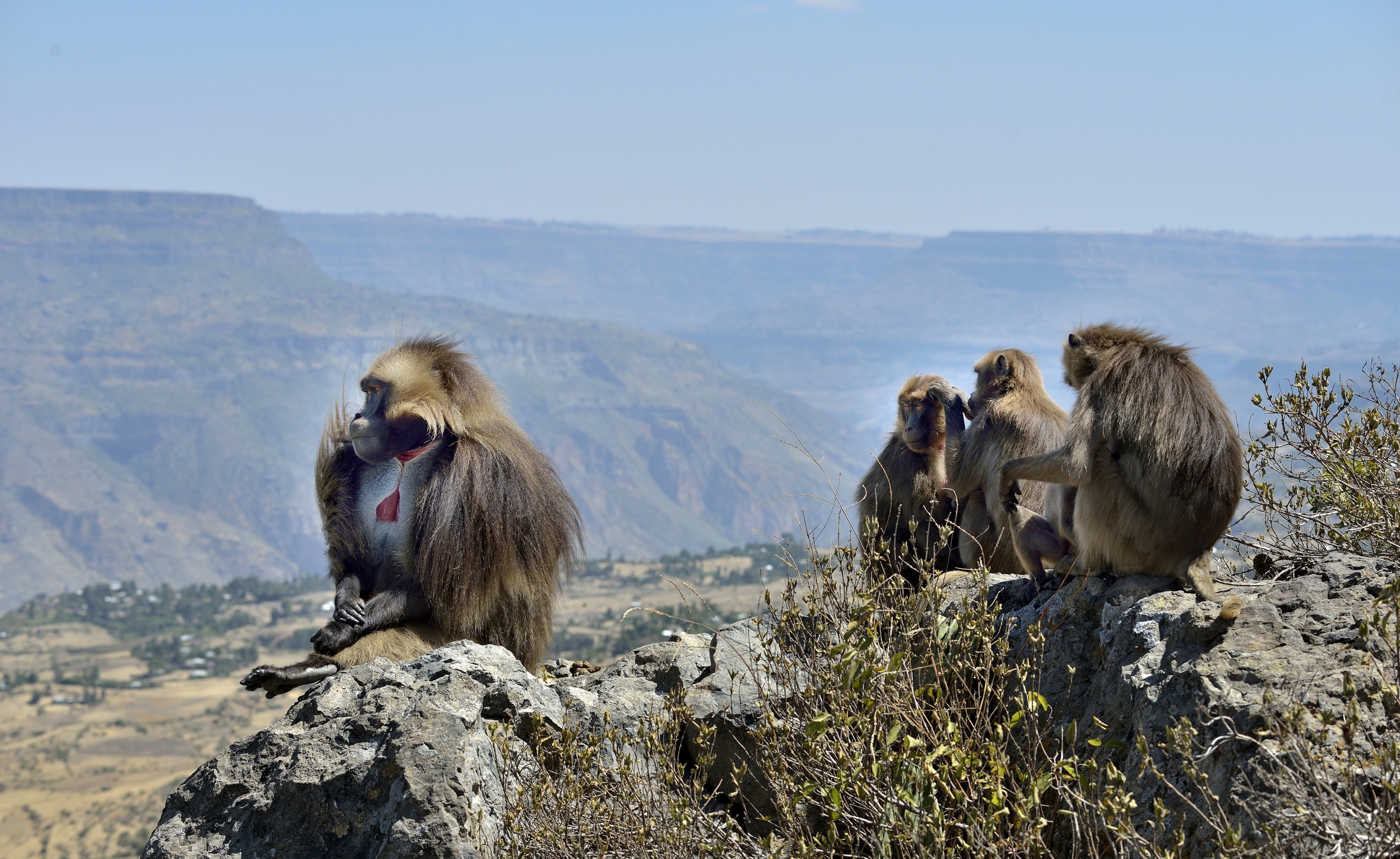 Etiopia 2015 - Gelada Baboons