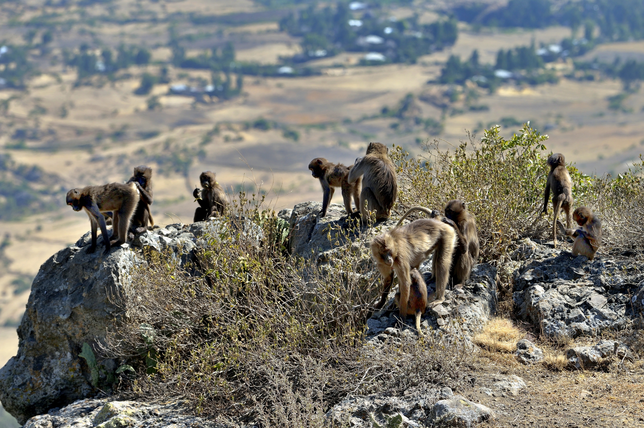 Etiopia 2015 - Gelada Baboons