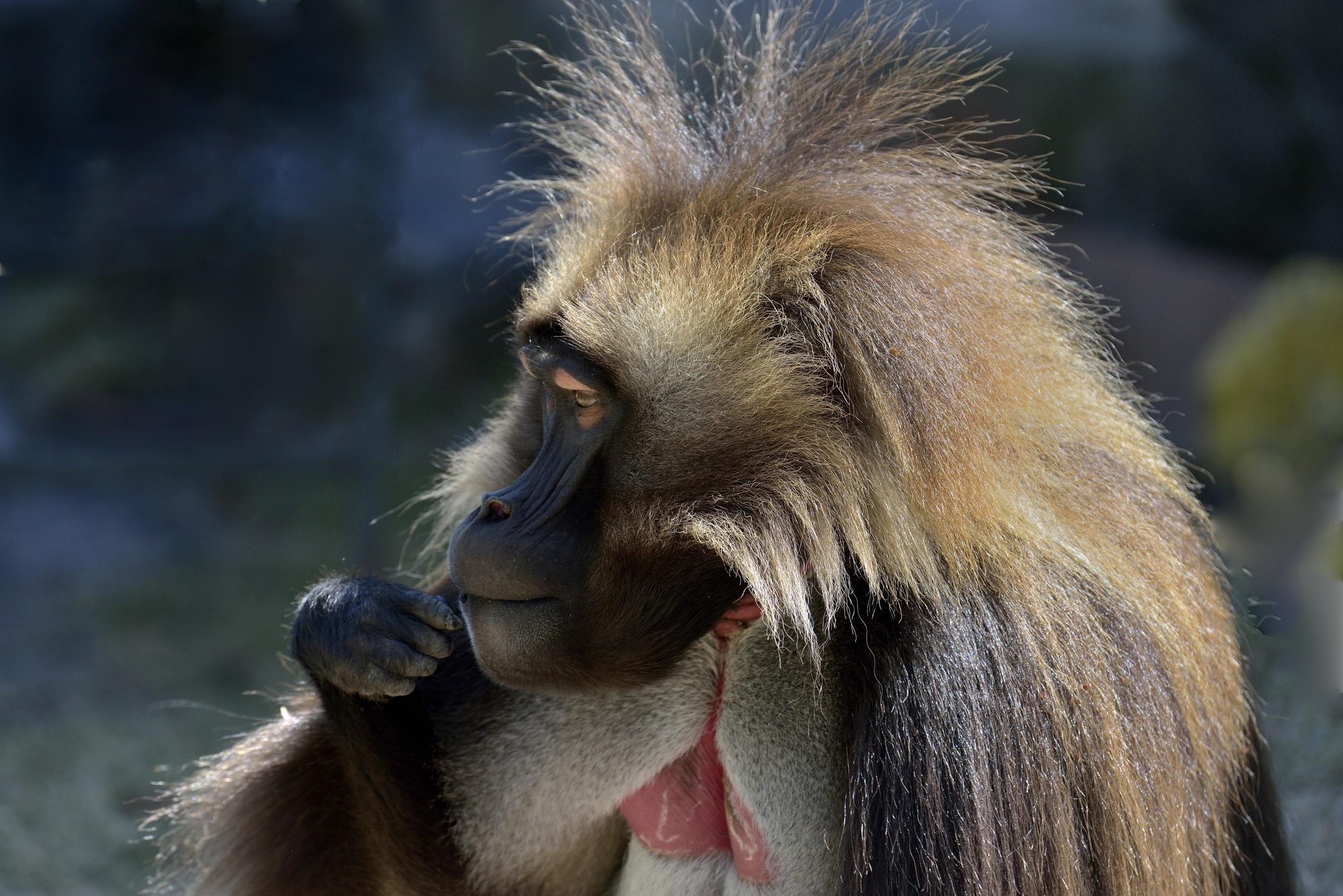 Etiopia 2015 - Gelada Baboons