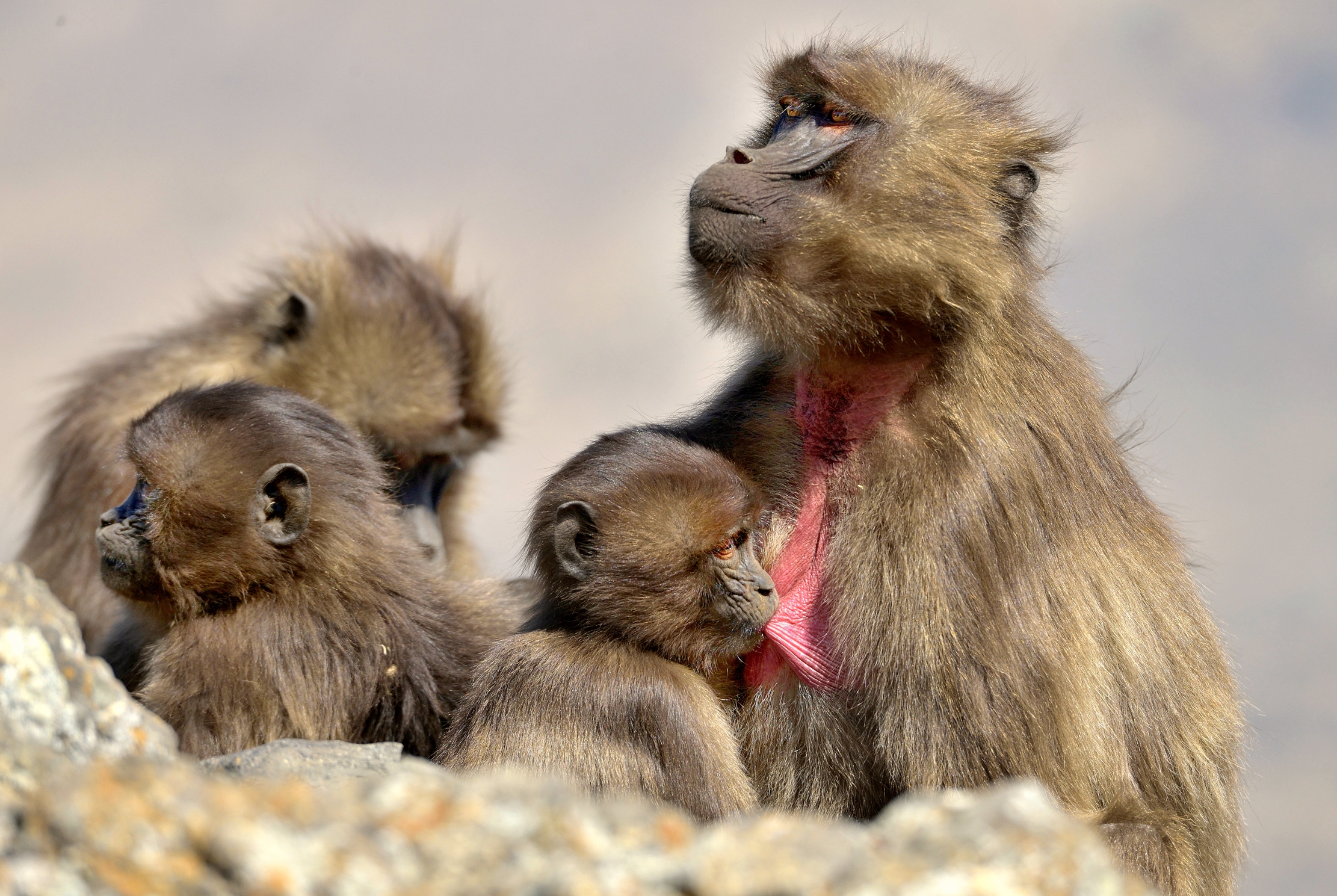 Etiopia 2015 - Gelada Baboons