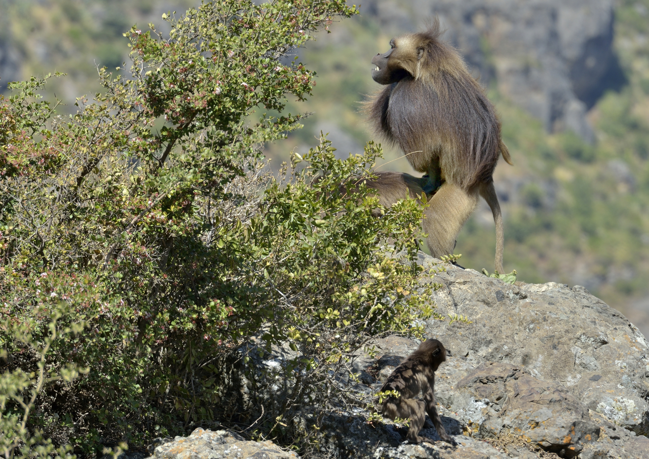 Etiopia 2015 - SEX Gelada Baboons
