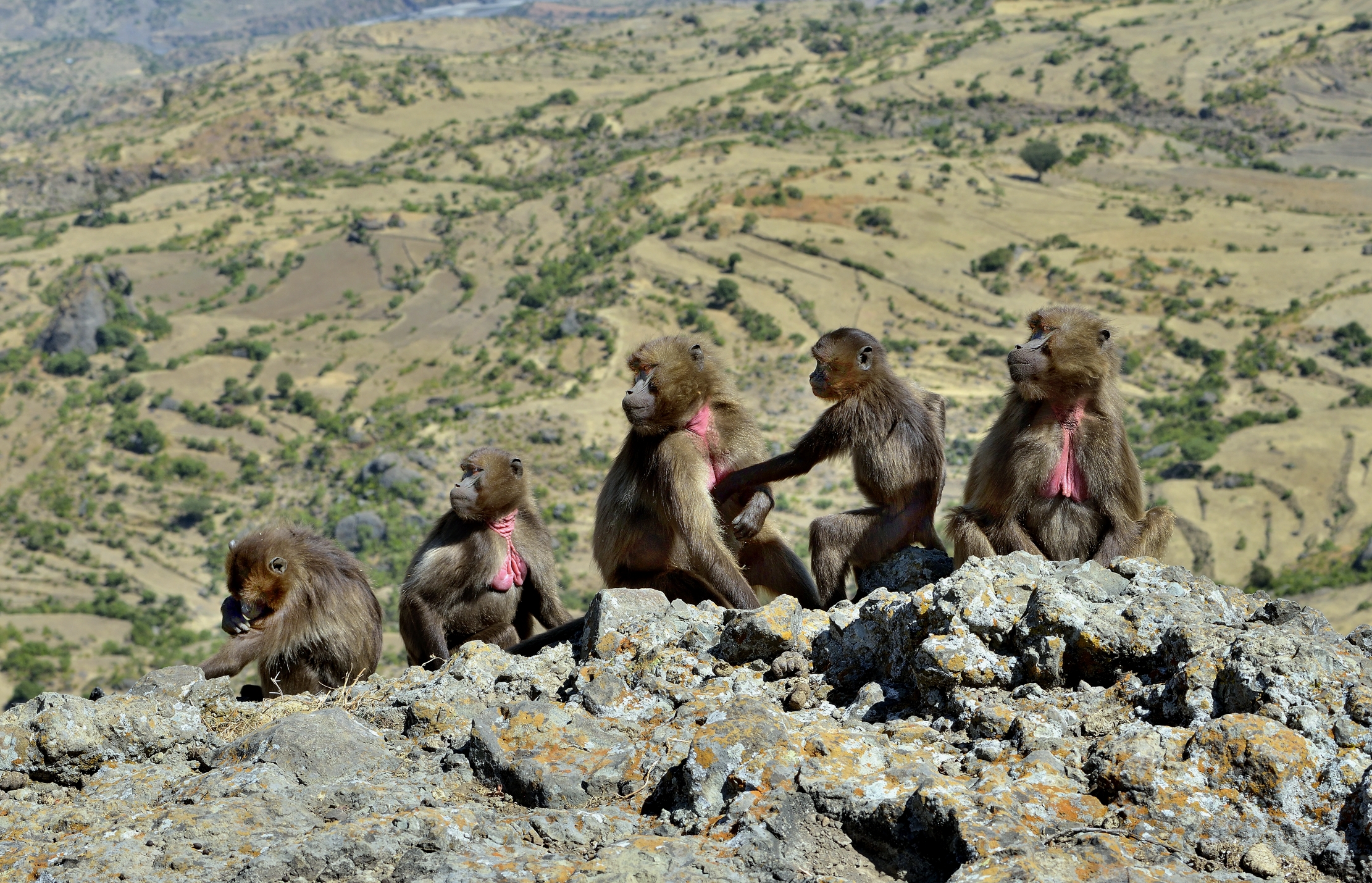Etiopia 2015 - Gelada Baboons