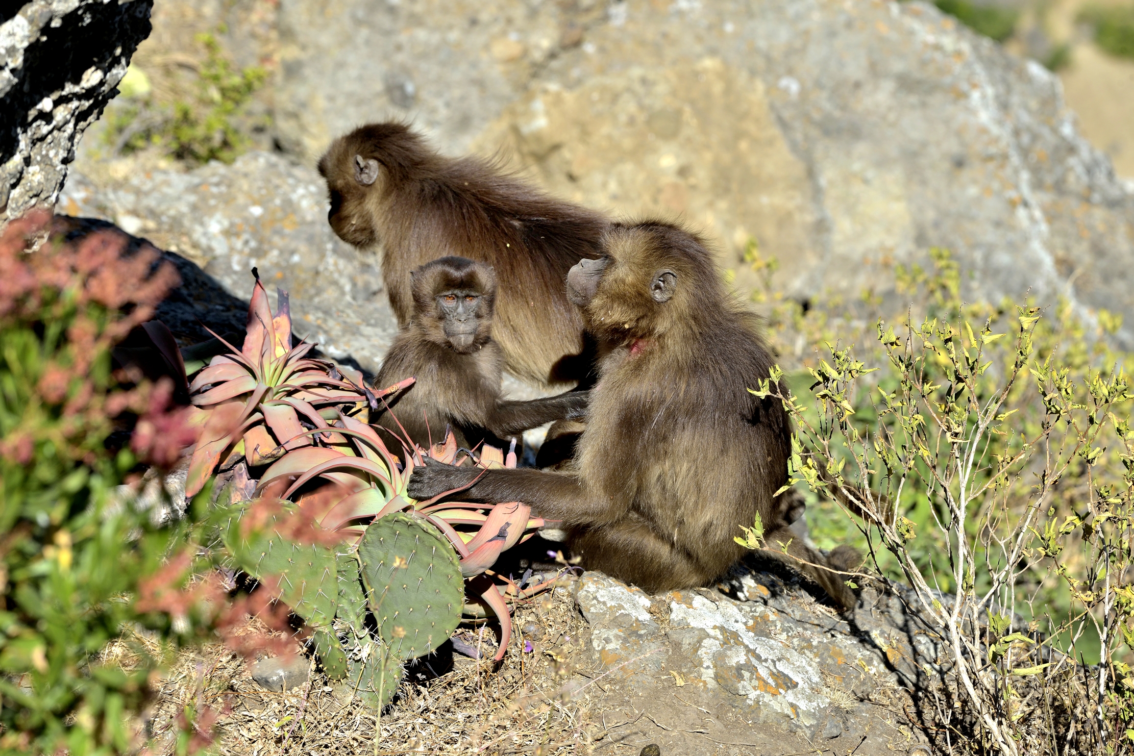 Etiopia 2015 - Gelada Baboons