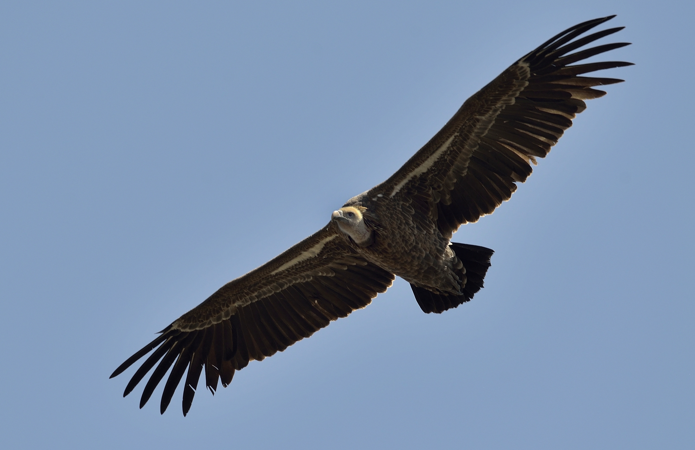 Etiopia 2015 - Avvoltoio