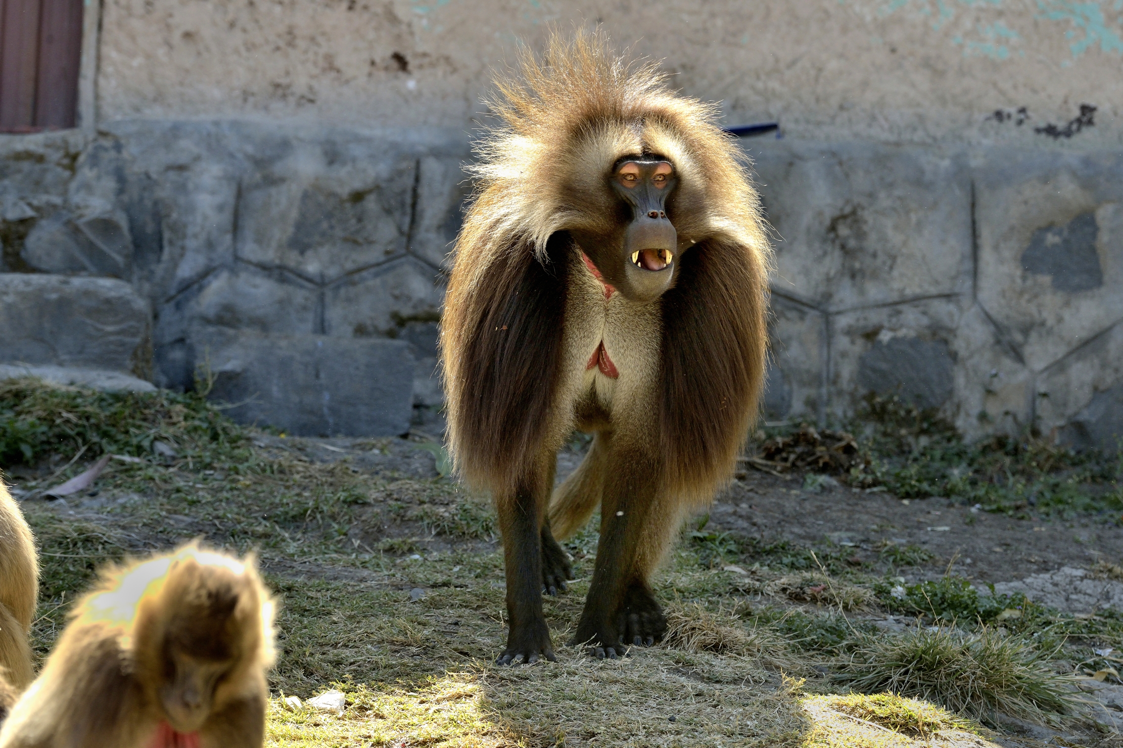Etiopia 2015 - Gelada Baboons