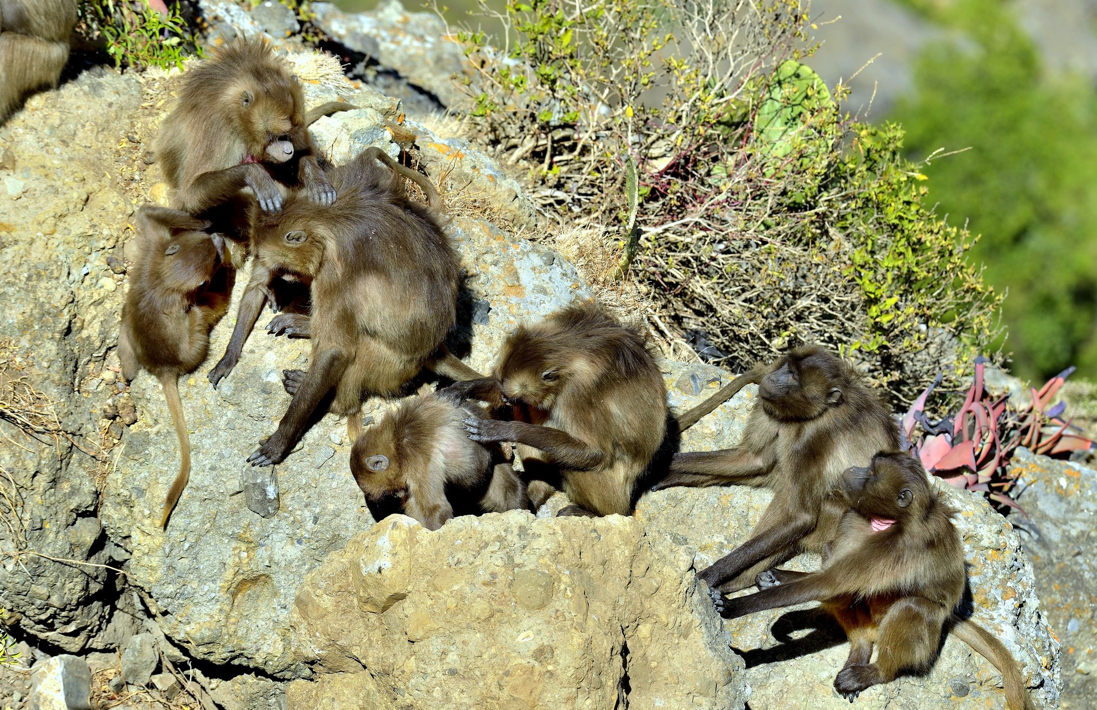 Etiopia 2015 - Gelada Baboons
