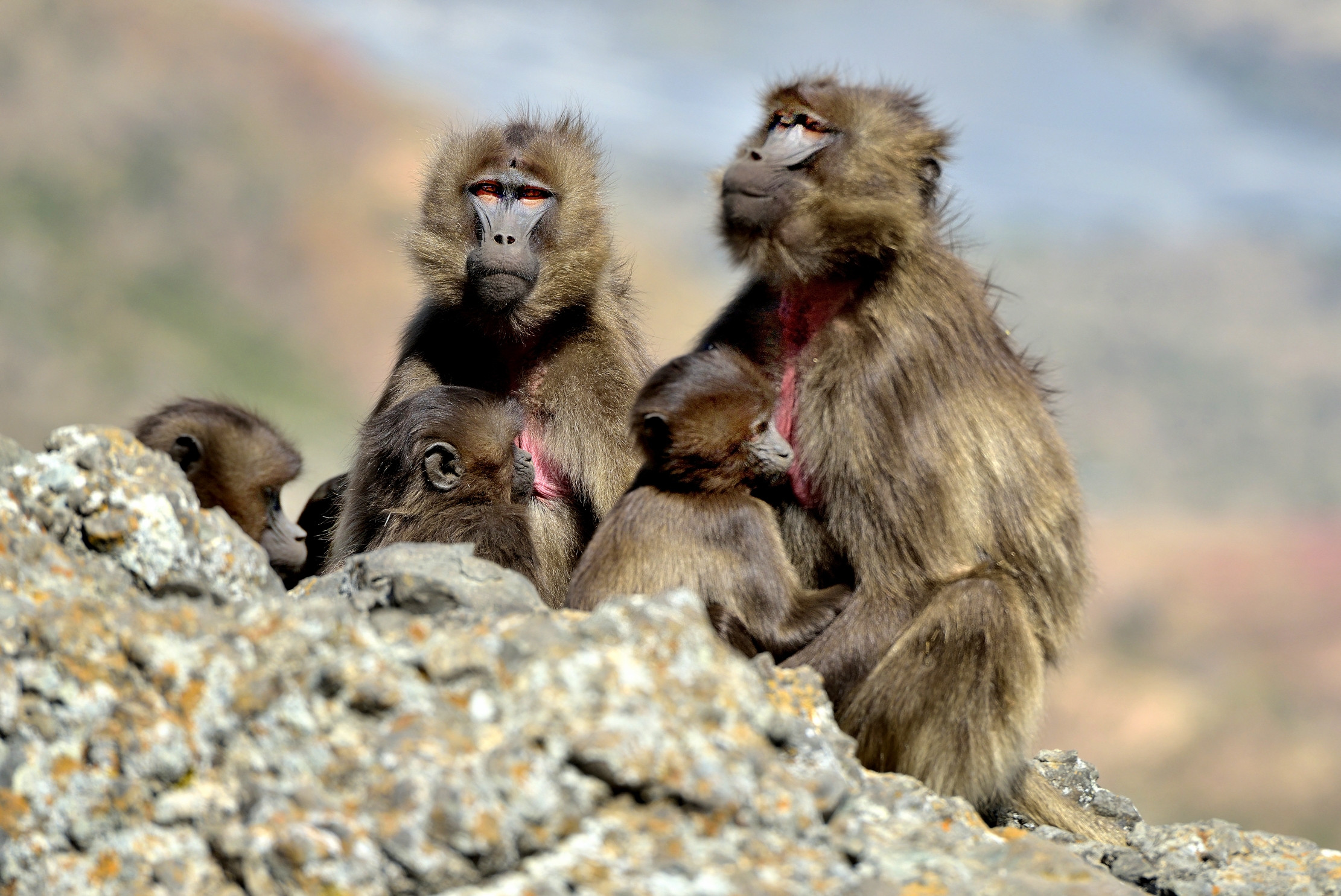 Etiopia 2015 - Gelada Baboons