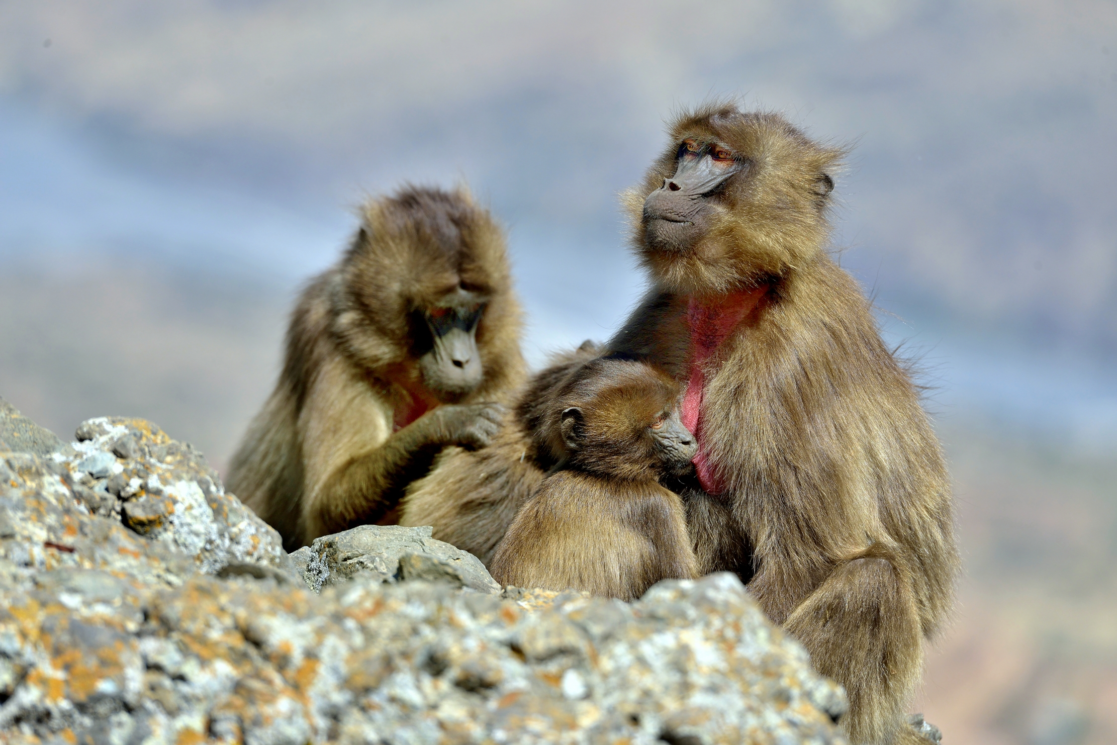 Etiopia 2015 - Gelada Baboons