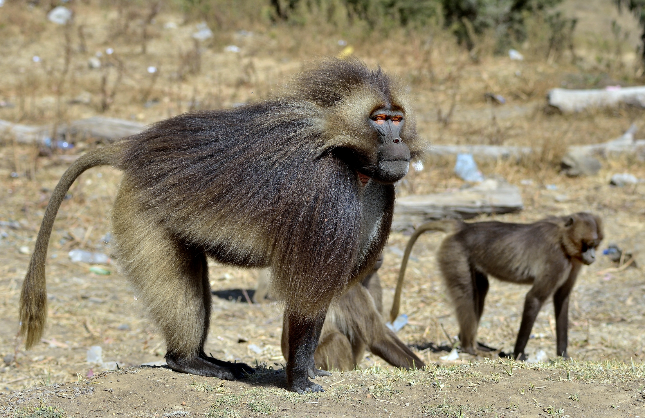 Etiopia 2015 - Gelada Baboons