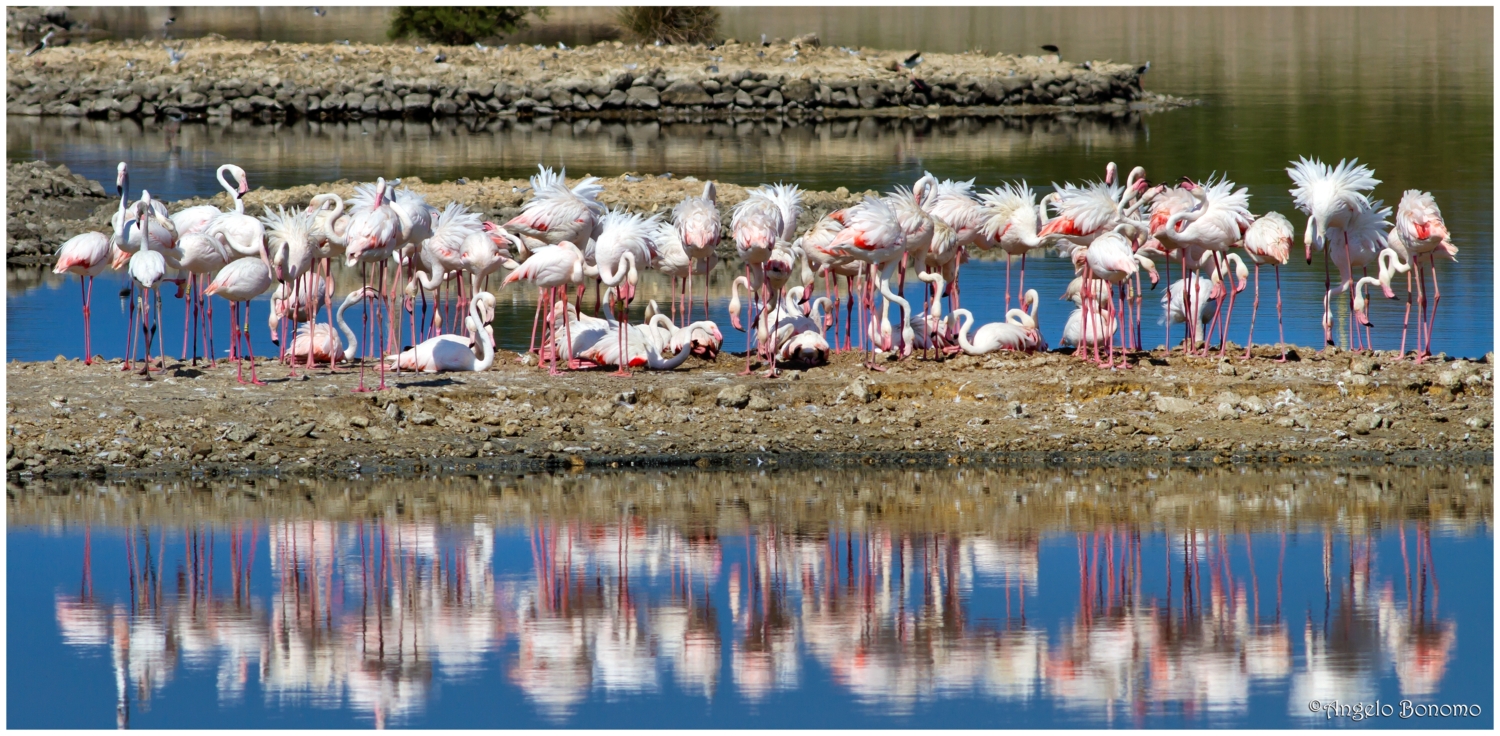 Fenicotteri alle saline di Priolo