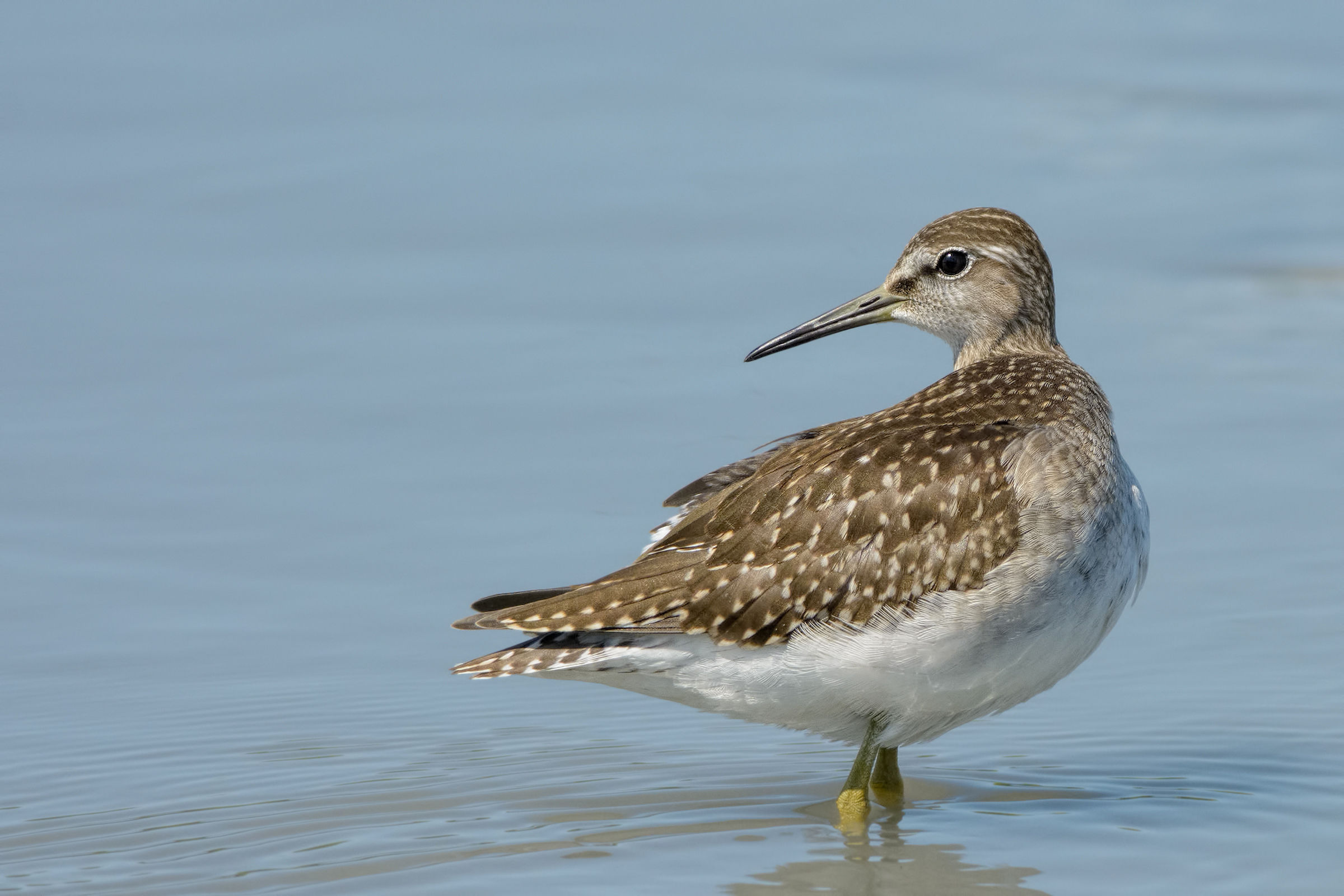 Piro-Piro (Tringa glareola)