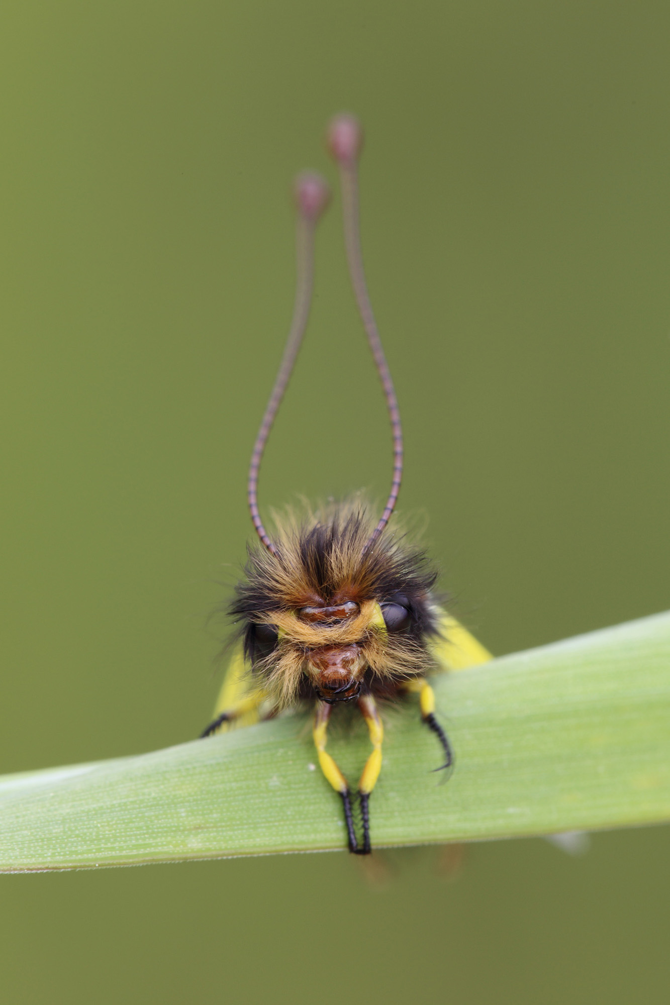 Libelloides coccajus