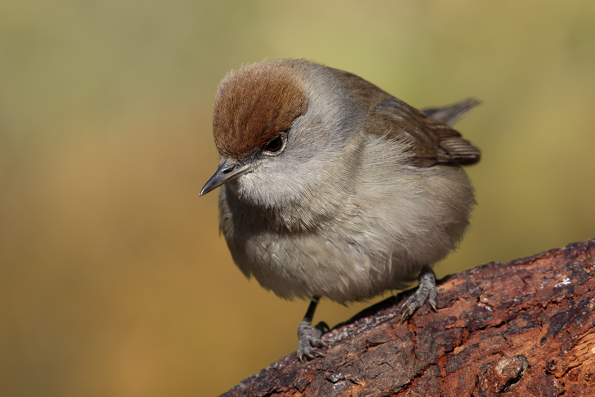 Batuffolo .... (Piccola femmina di Capinera)