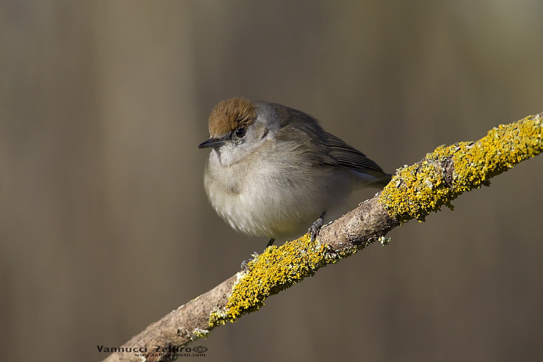 Blackcap female