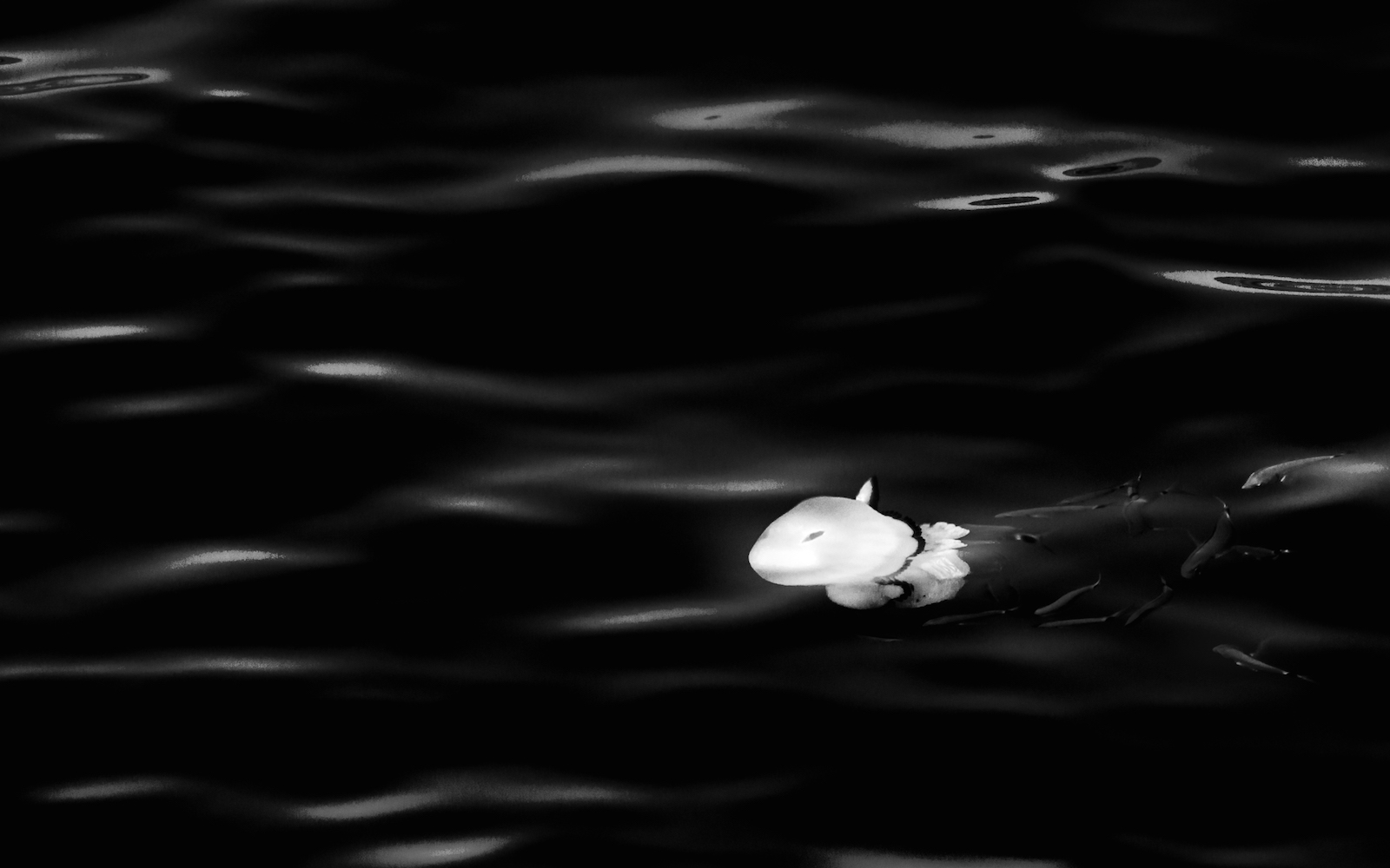 Minimal Black: Spirit of the Seas