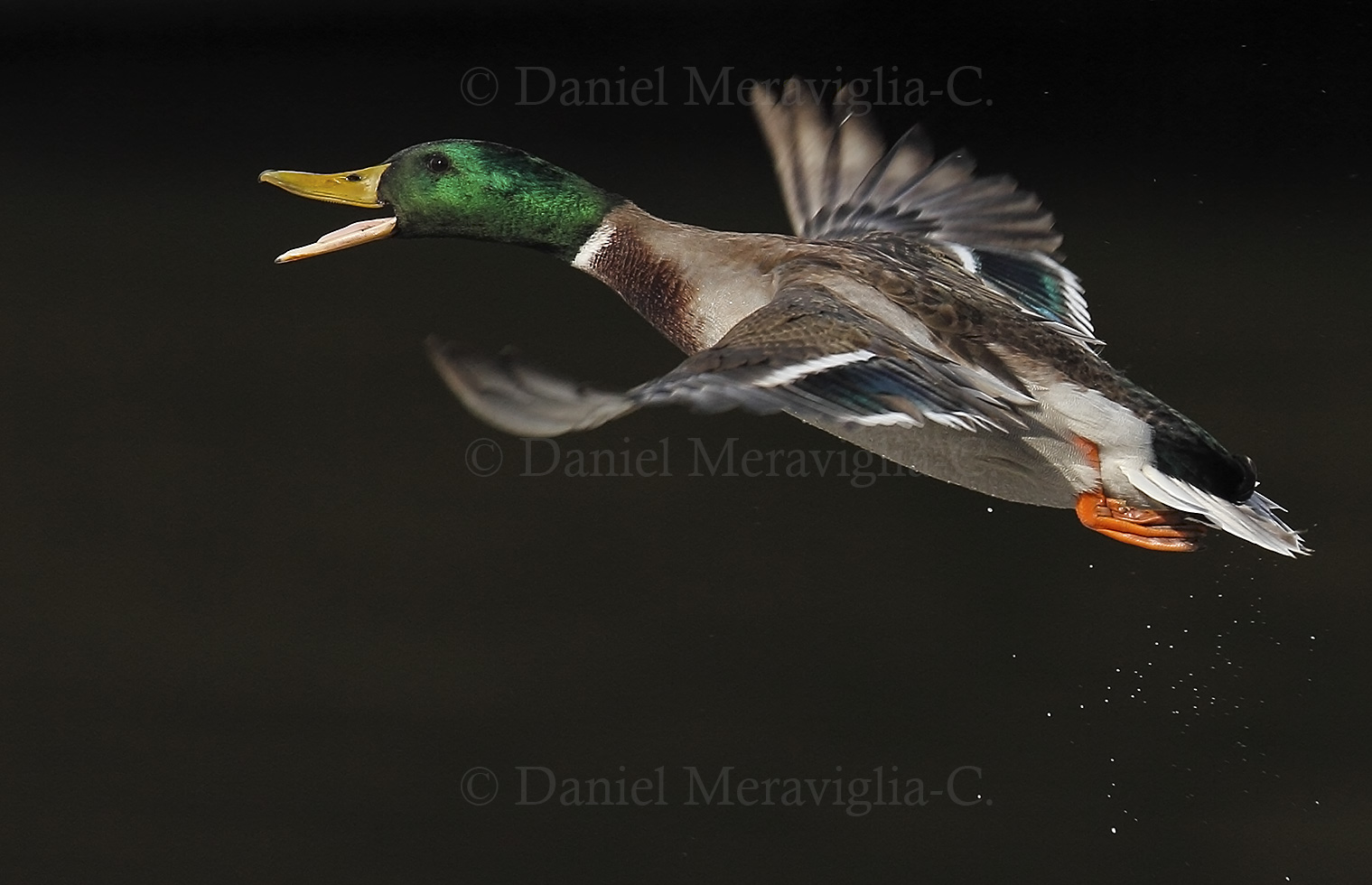 Mallard in flight
