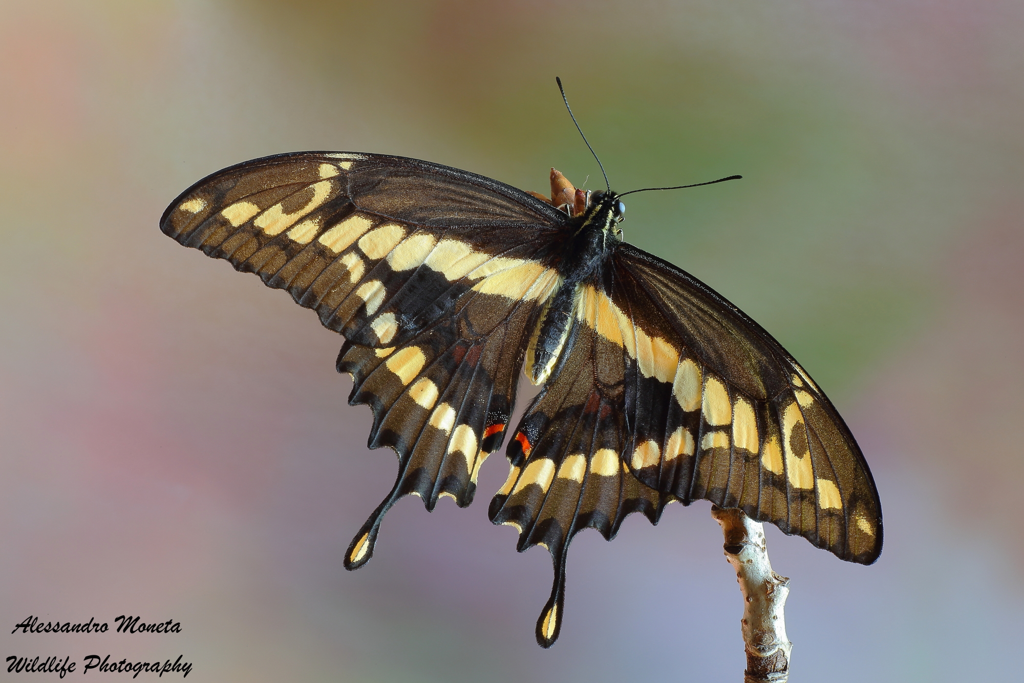 Giant Swallowtail