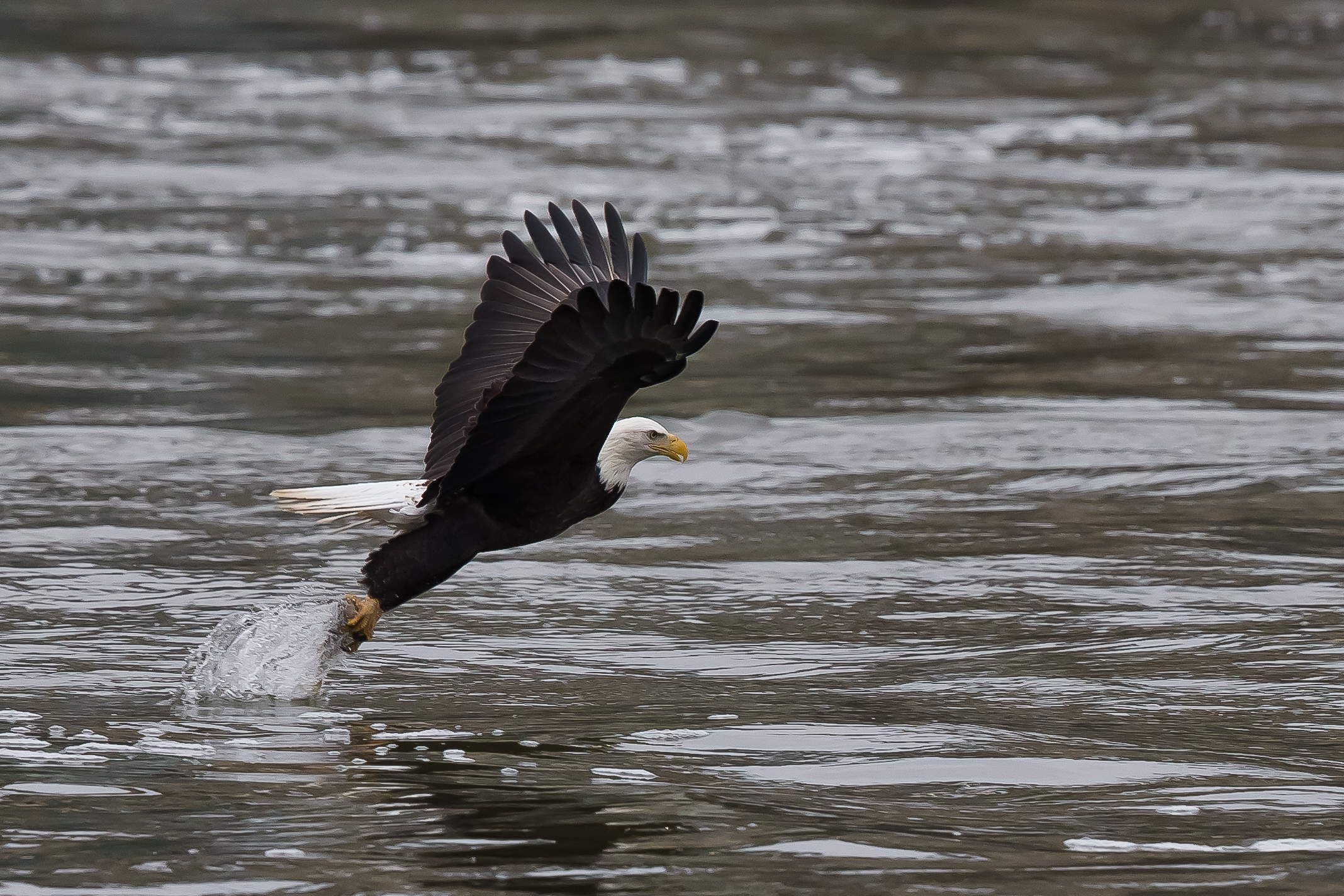 Bald Eagle in hunting