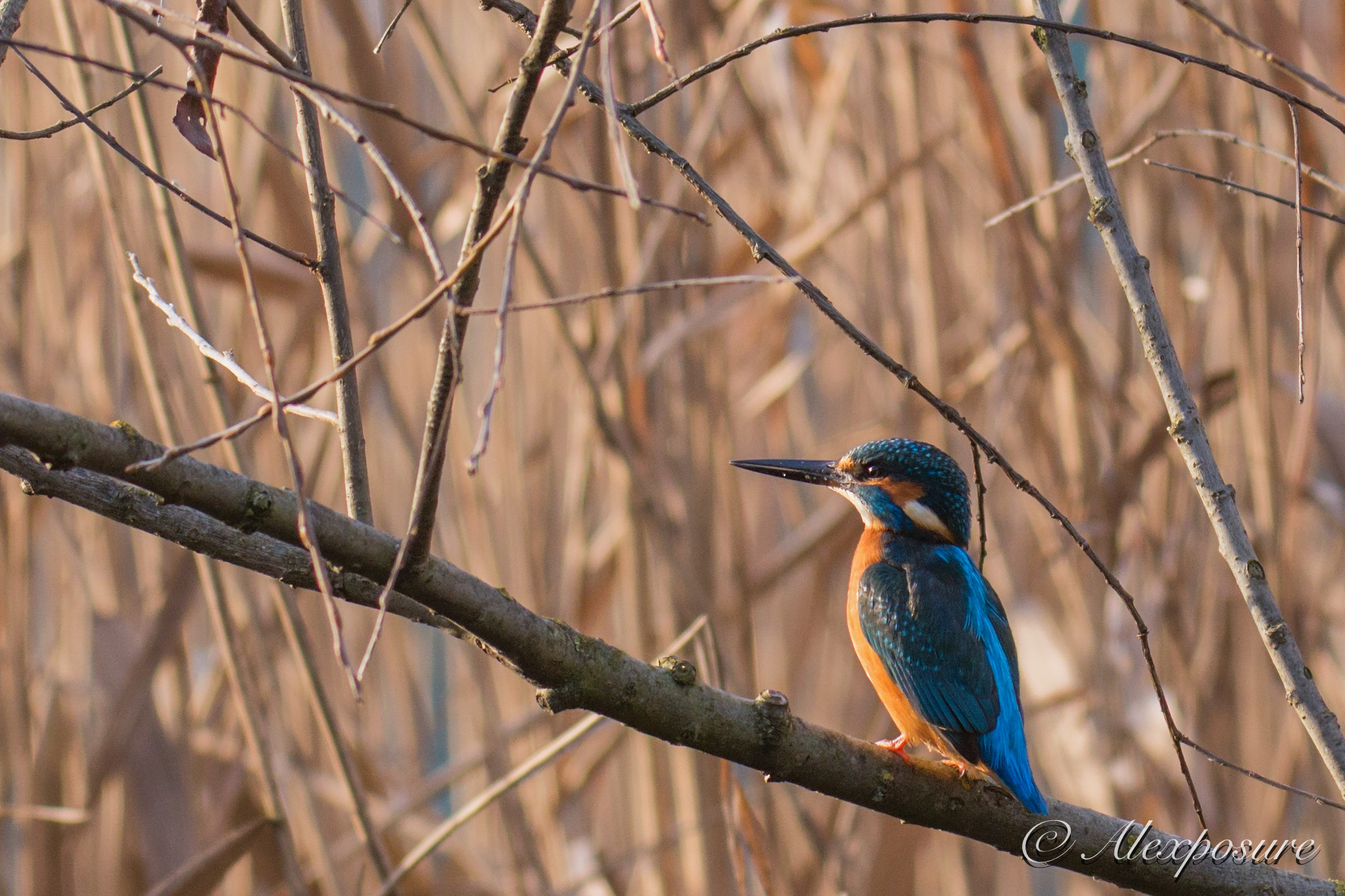 The look of Martin into the sunset