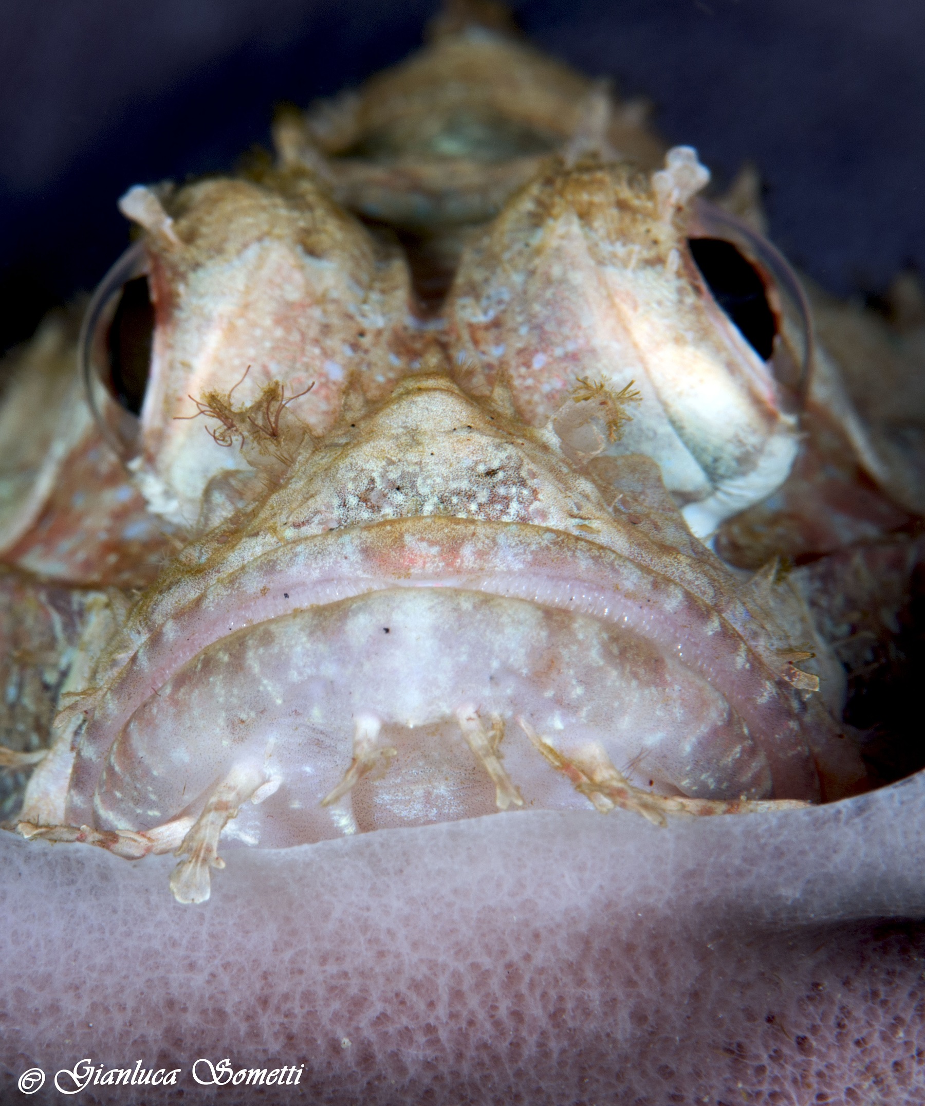scorphionfish