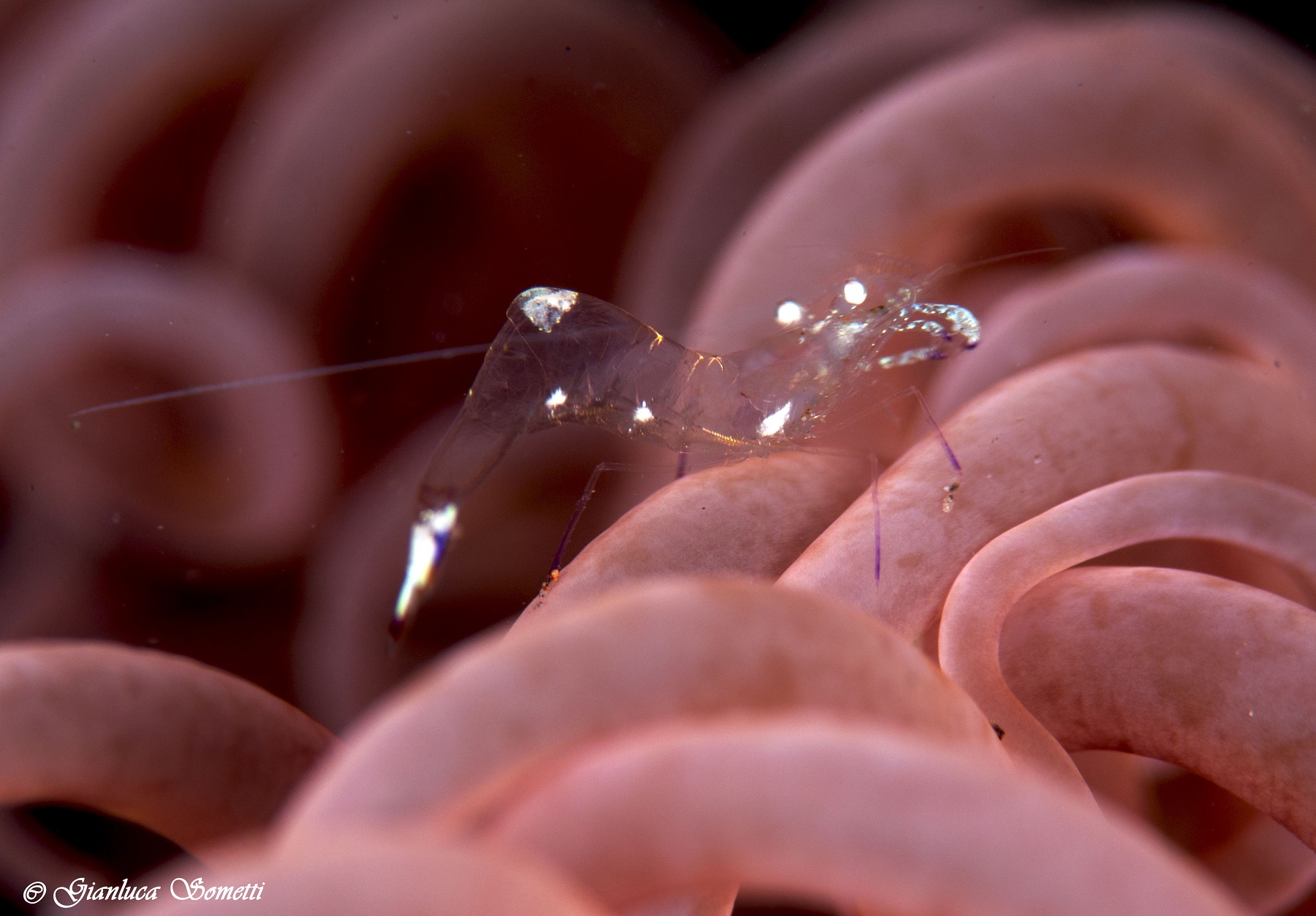 periclemens su anemone