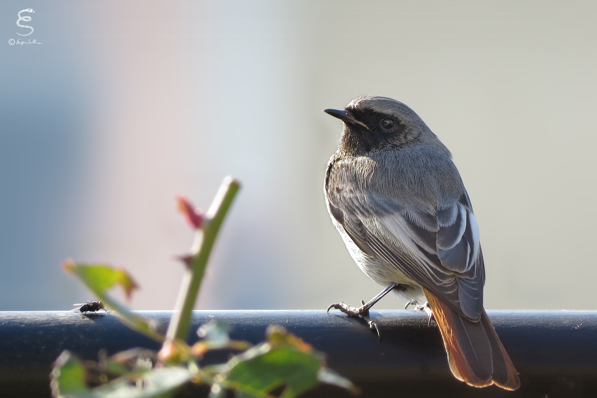 Black redstart (Black Redstart) female #