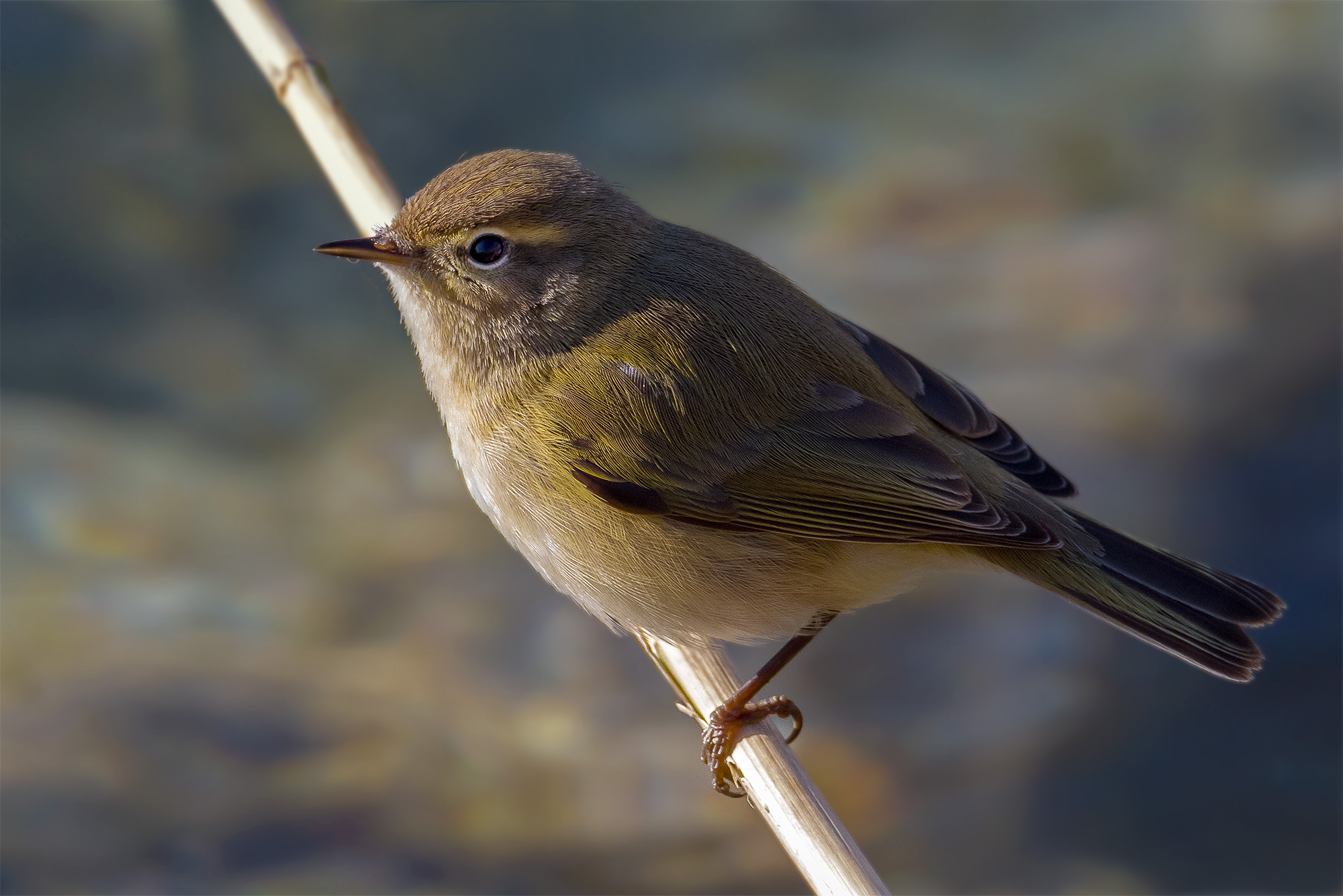 Warbler small sitting ... great