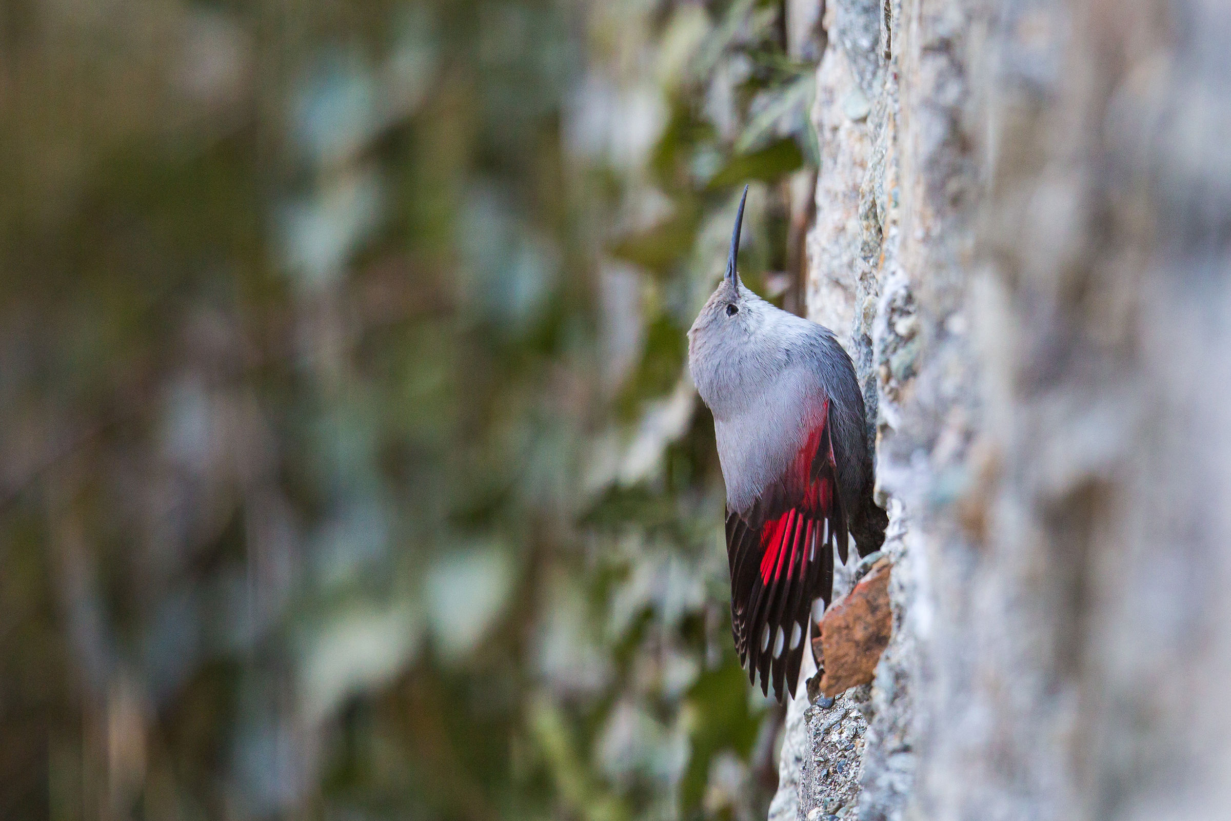 Woodpecker Muraiolo 1
