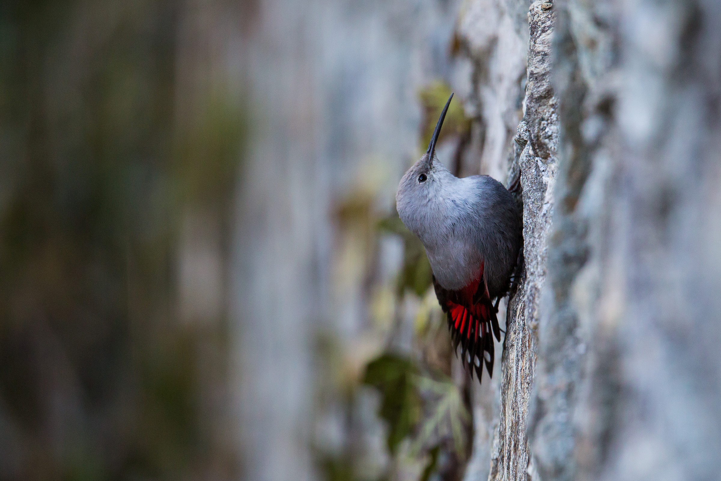 Woodpecker Muraiolo 3