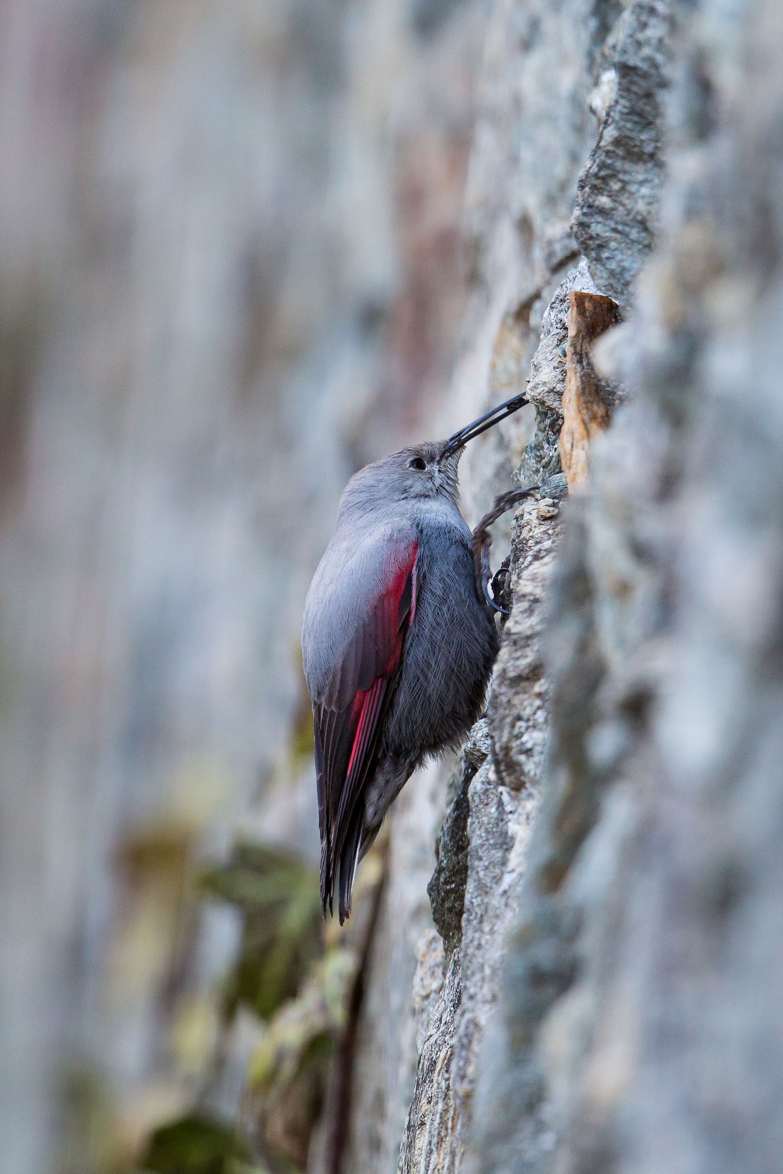 Woodpecker Muraiolo 4